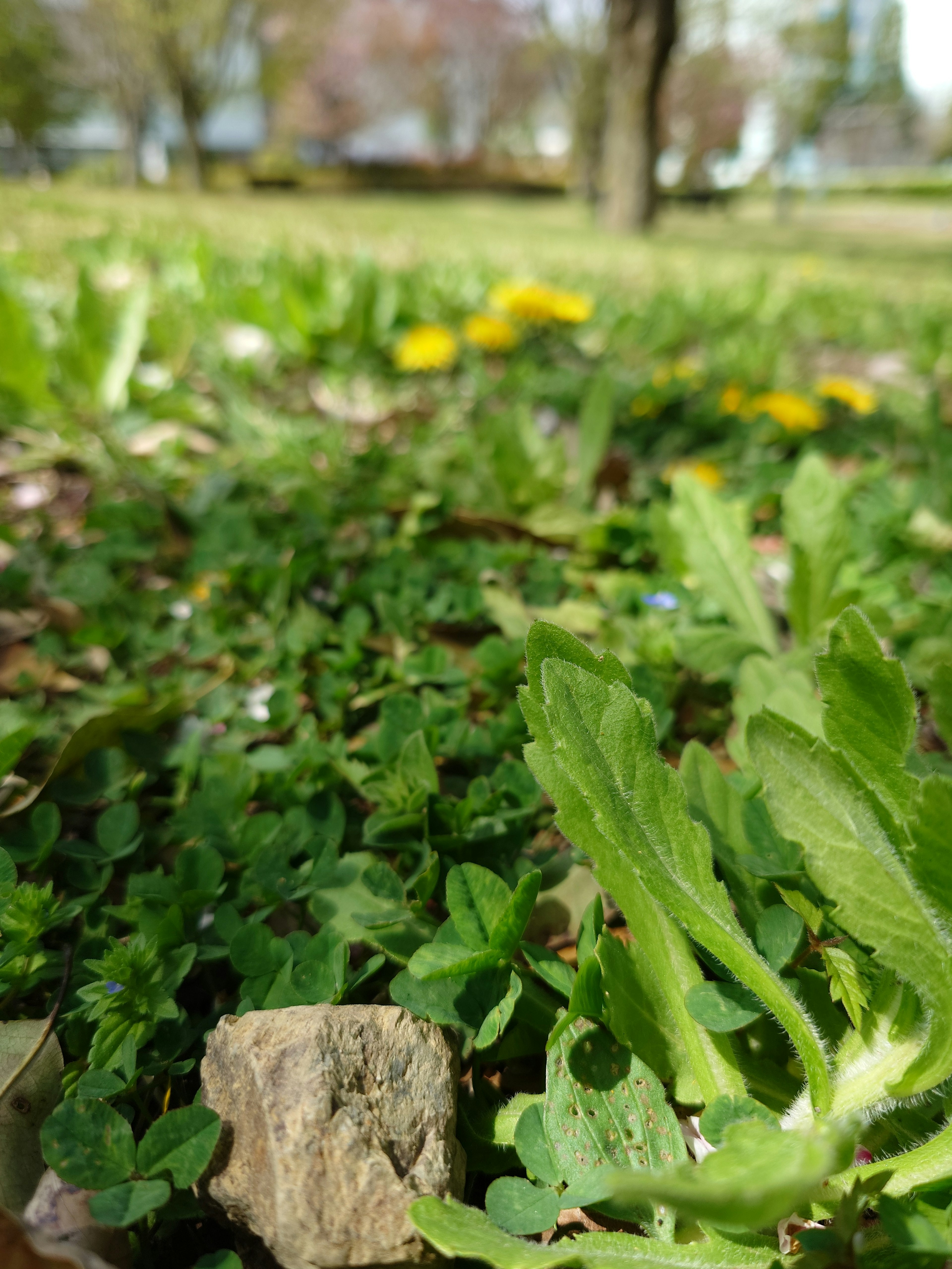 Primer plano de hierba verde con dientes de león amarillos en un parque