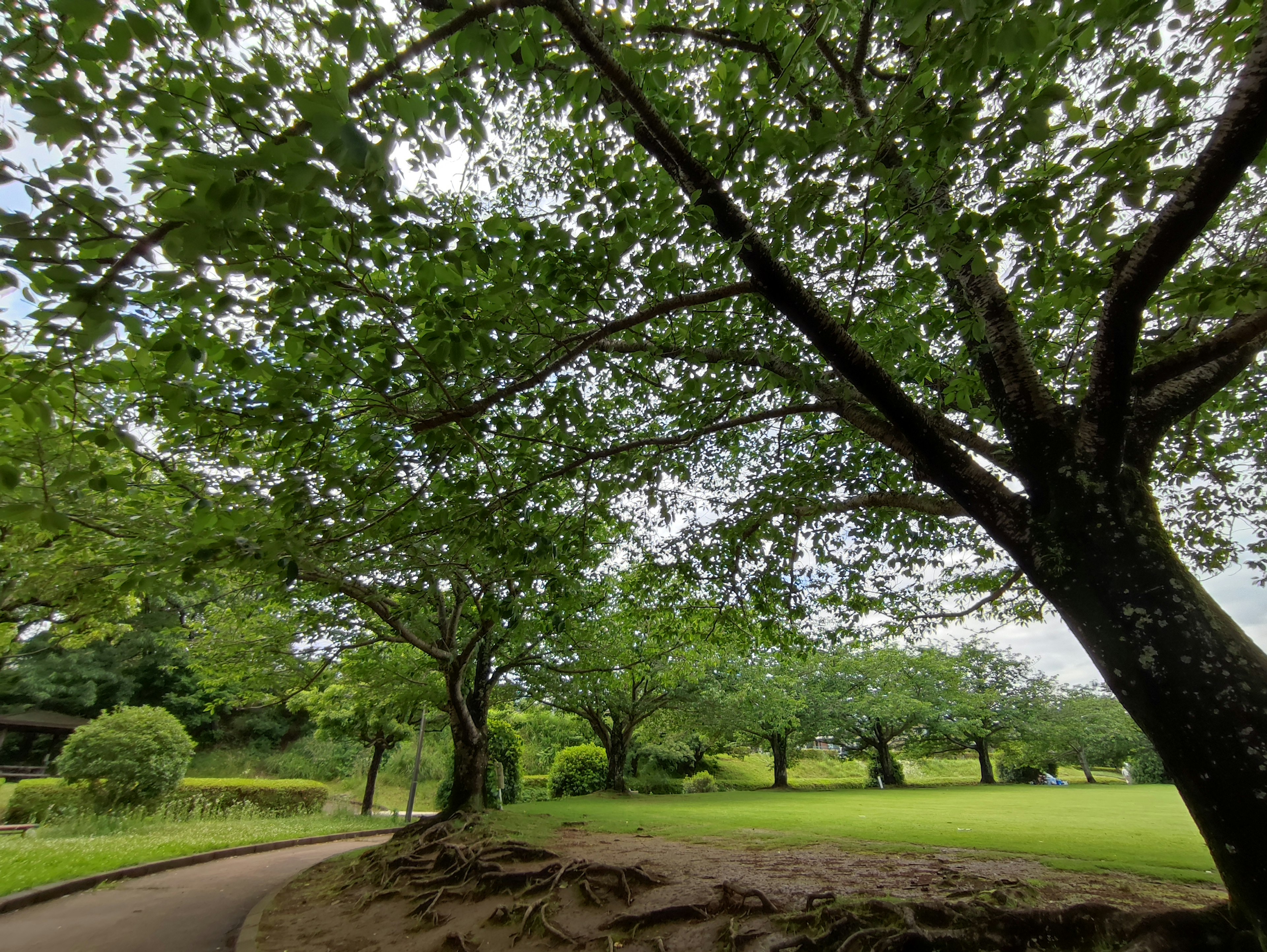 Escena de parque frondoso con árboles y un camino