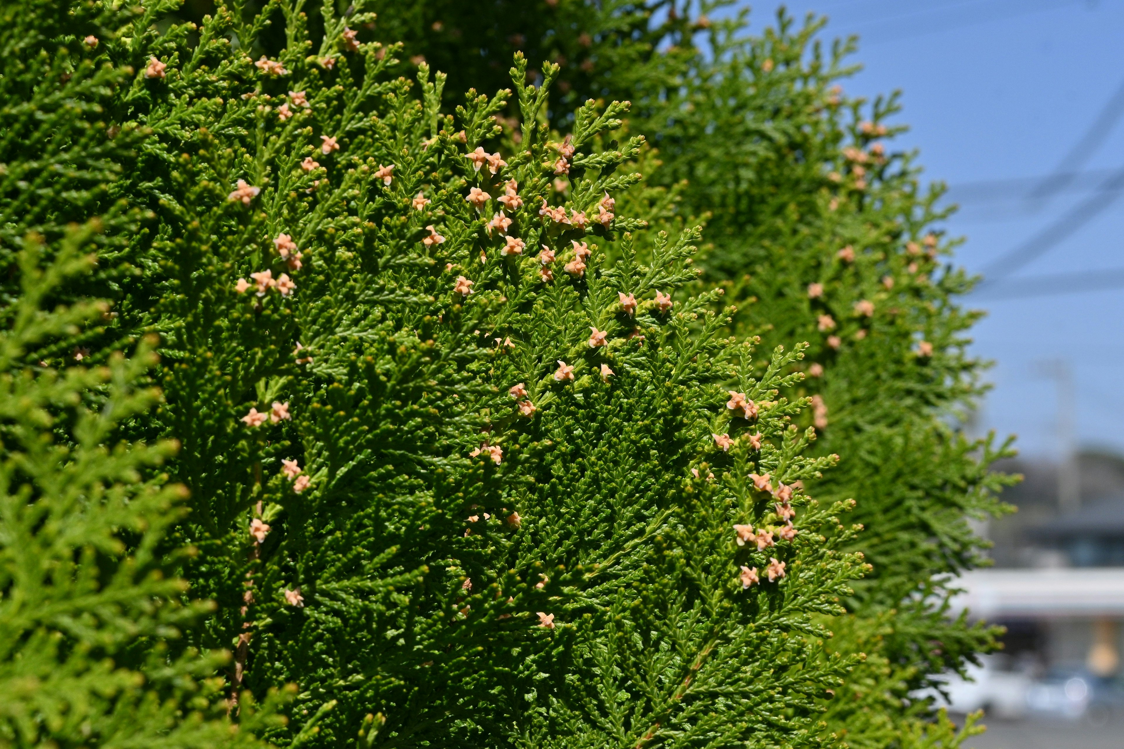 Close-up of a green plant with small flower-like buds