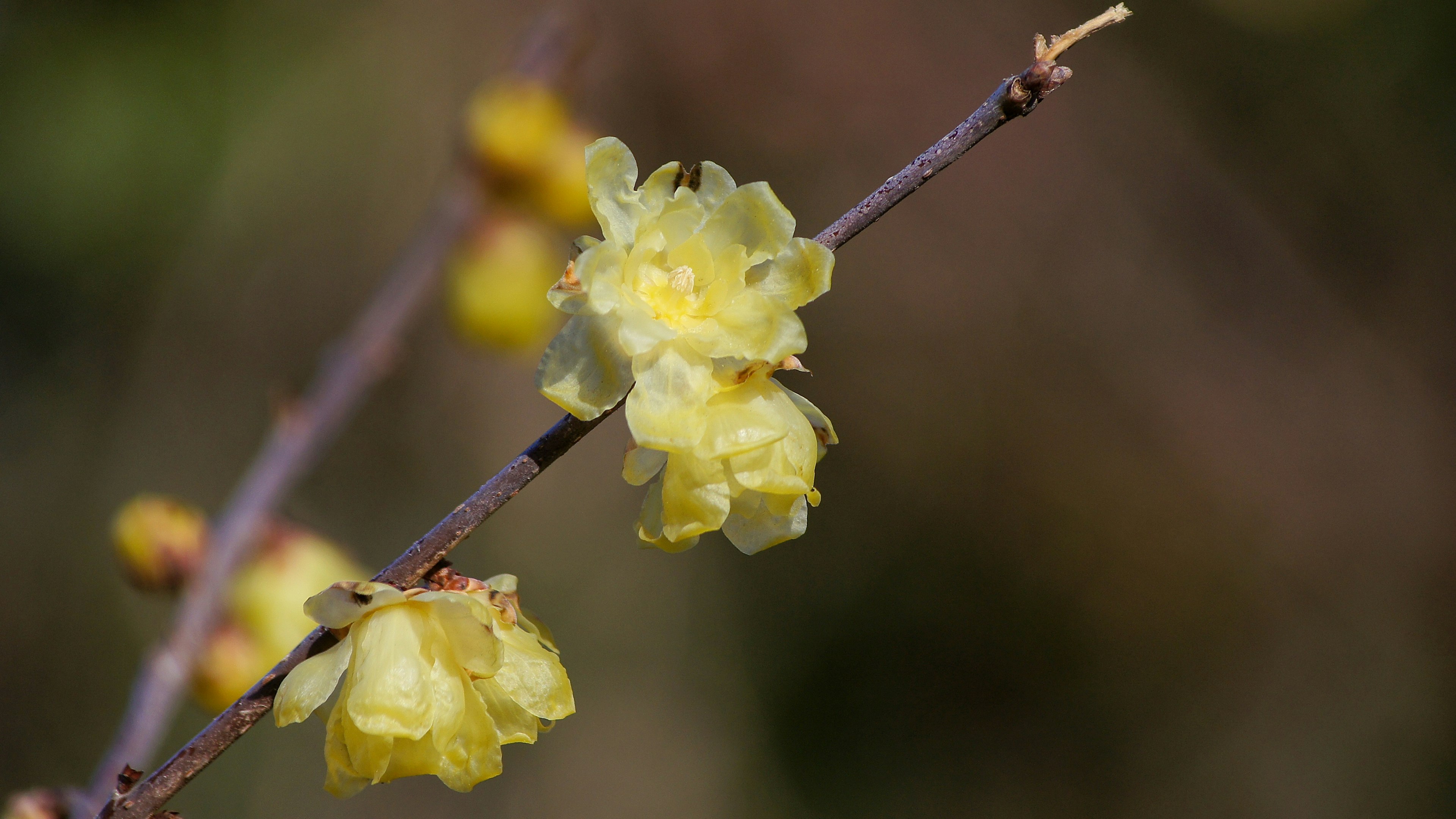 Close-up of a branch with blooming yellow flowers