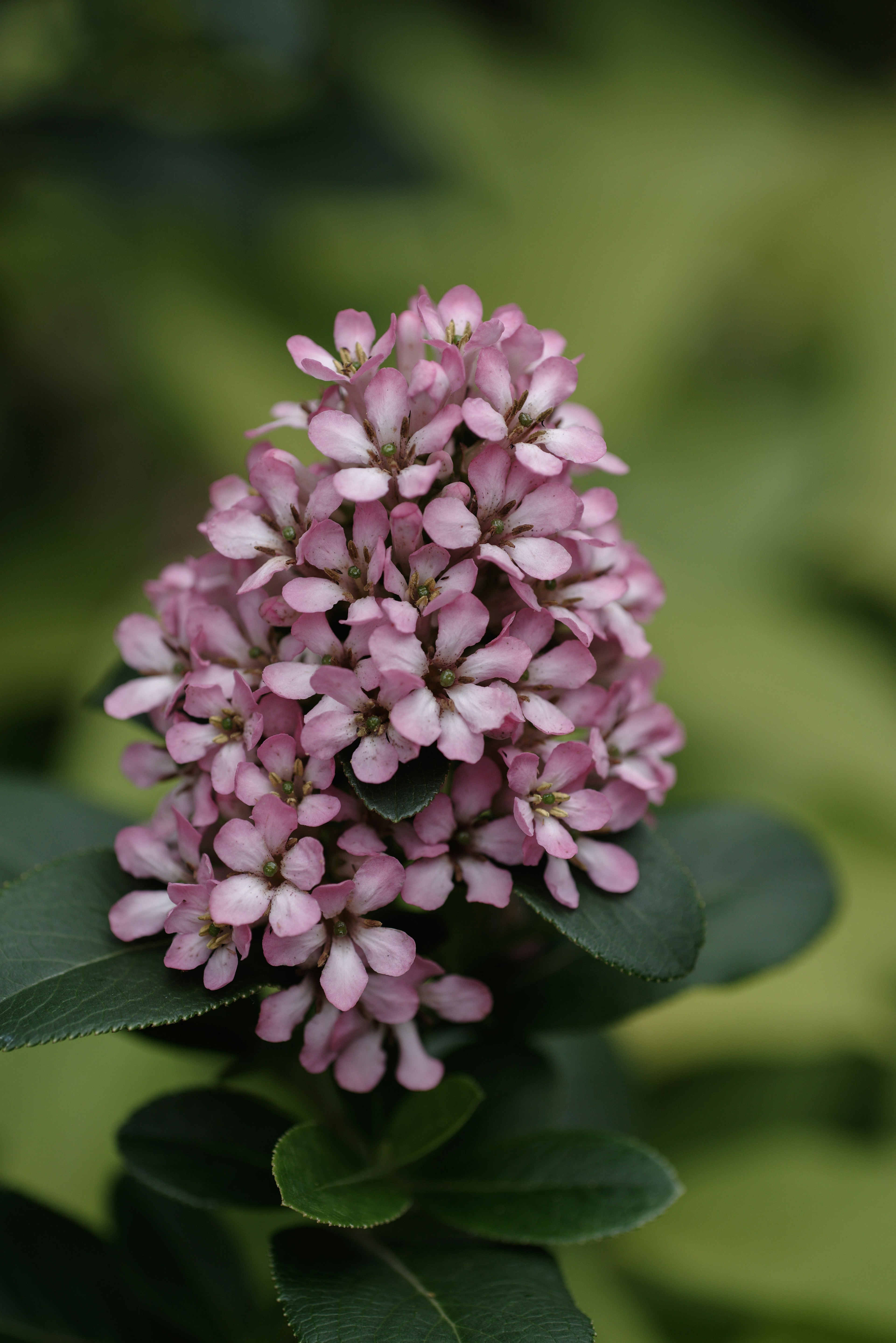 Cluster of small pink flowers with green leaves