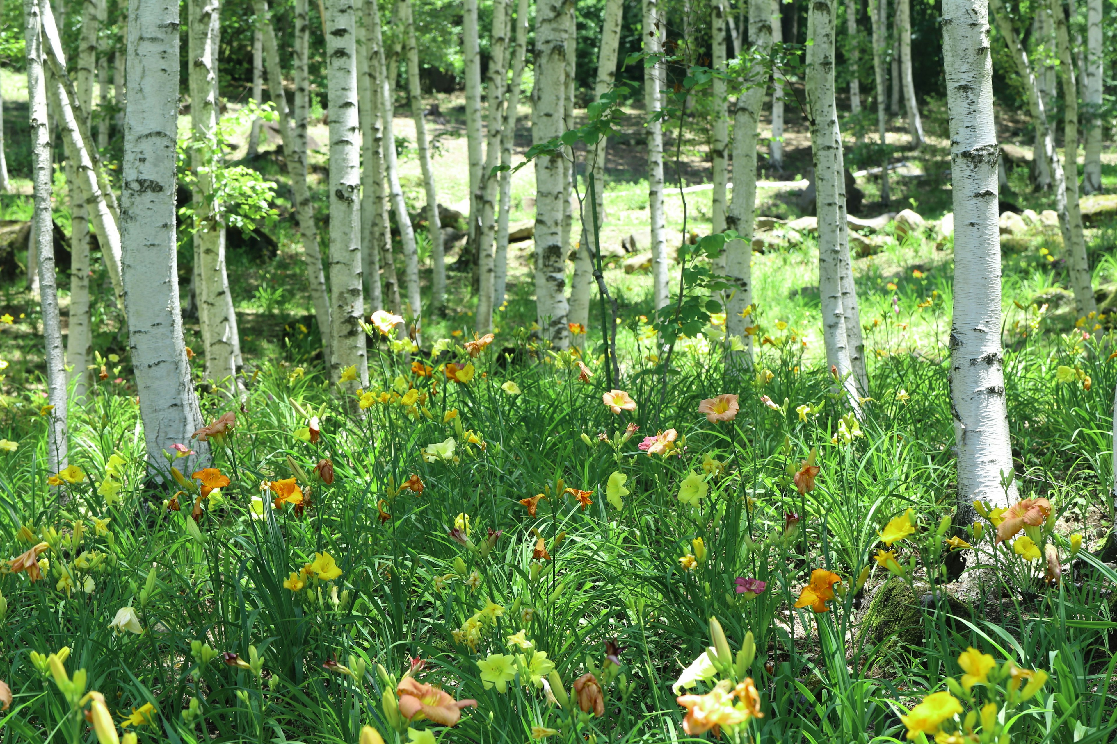 Paisaje verde exuberante con árboles de abedul y flores de colores en plena floración