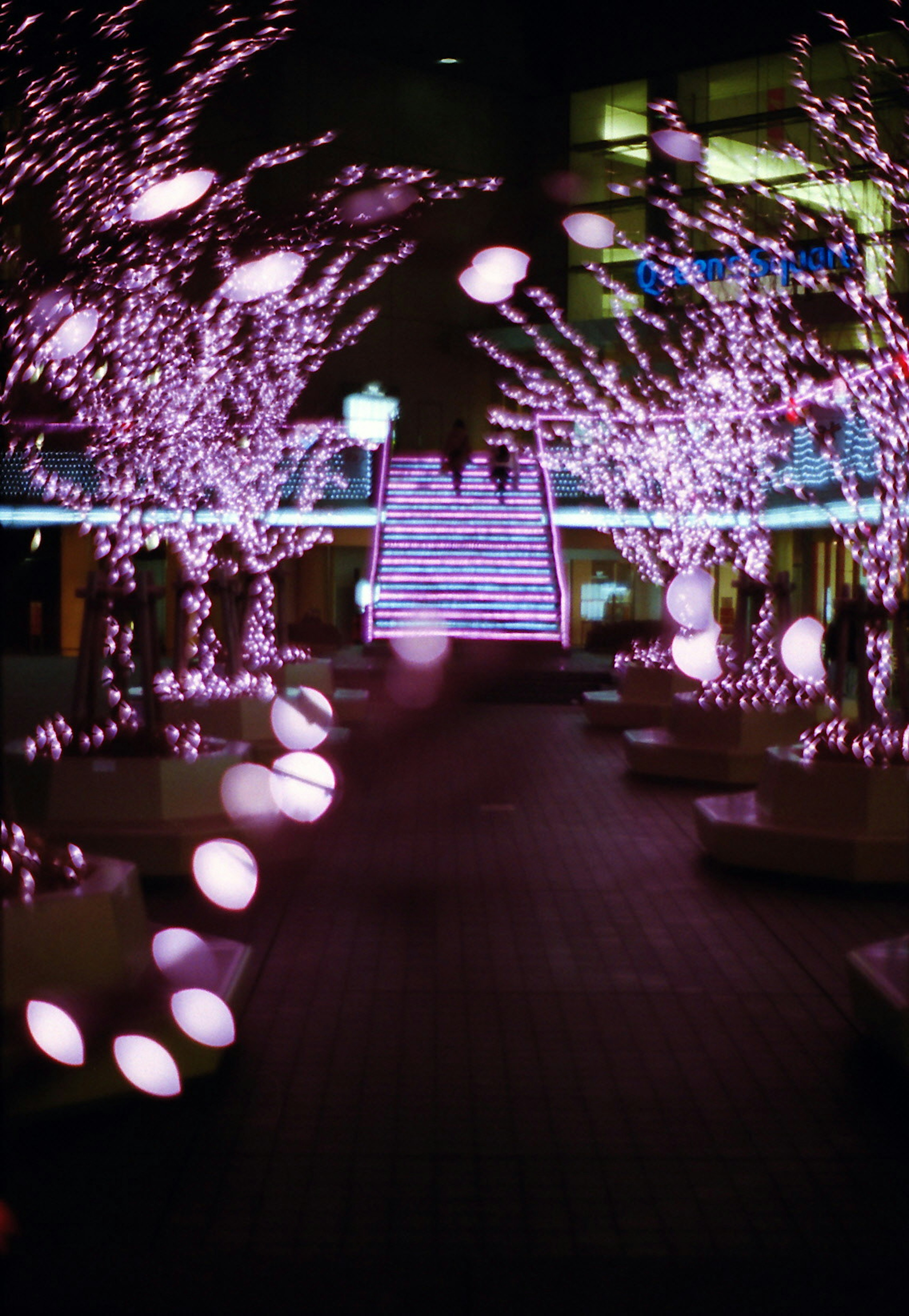 Nighttime park with beautiful cherry blossom trees illuminated by bright lights