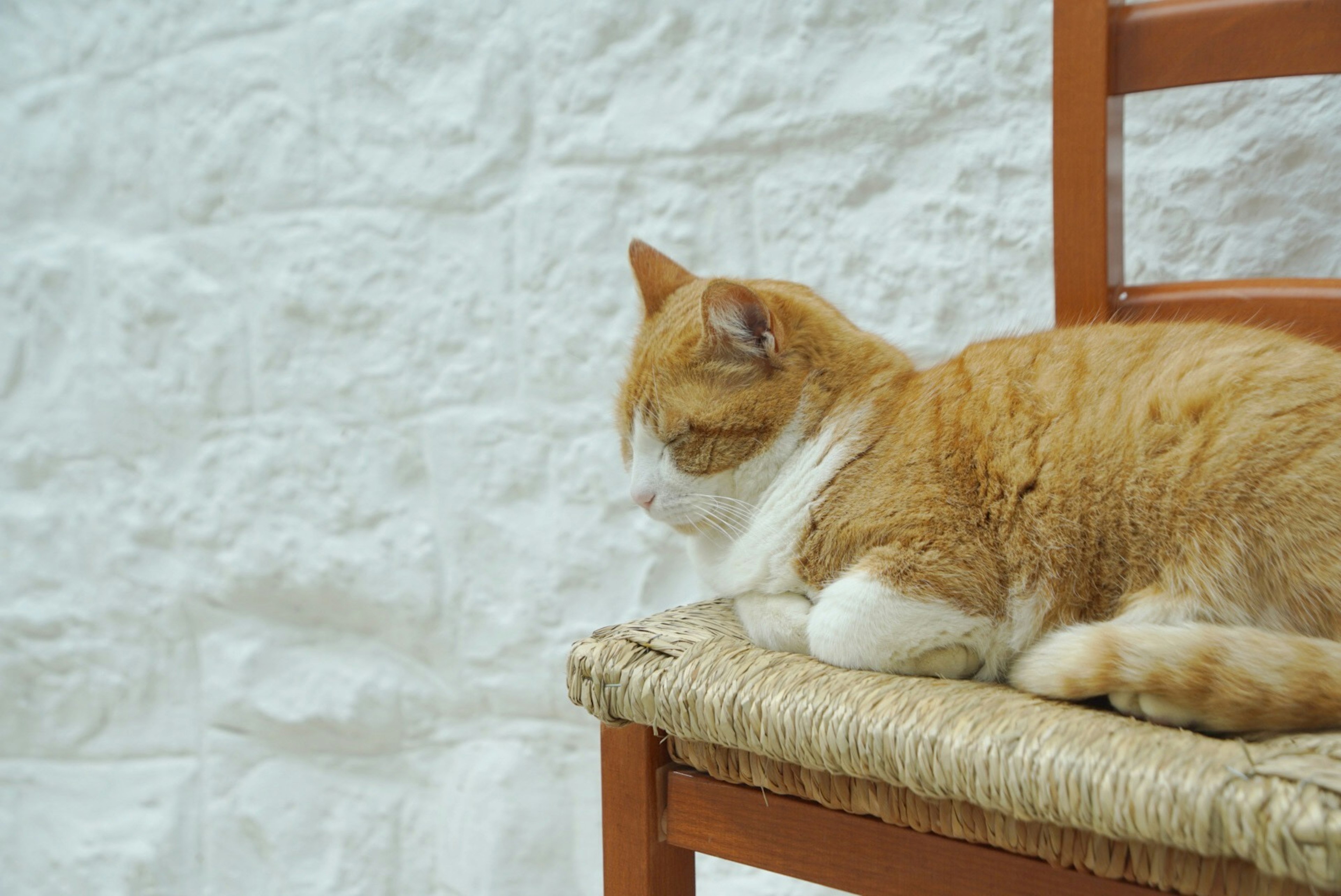 白い壁の前に座っているオレンジ色の猫