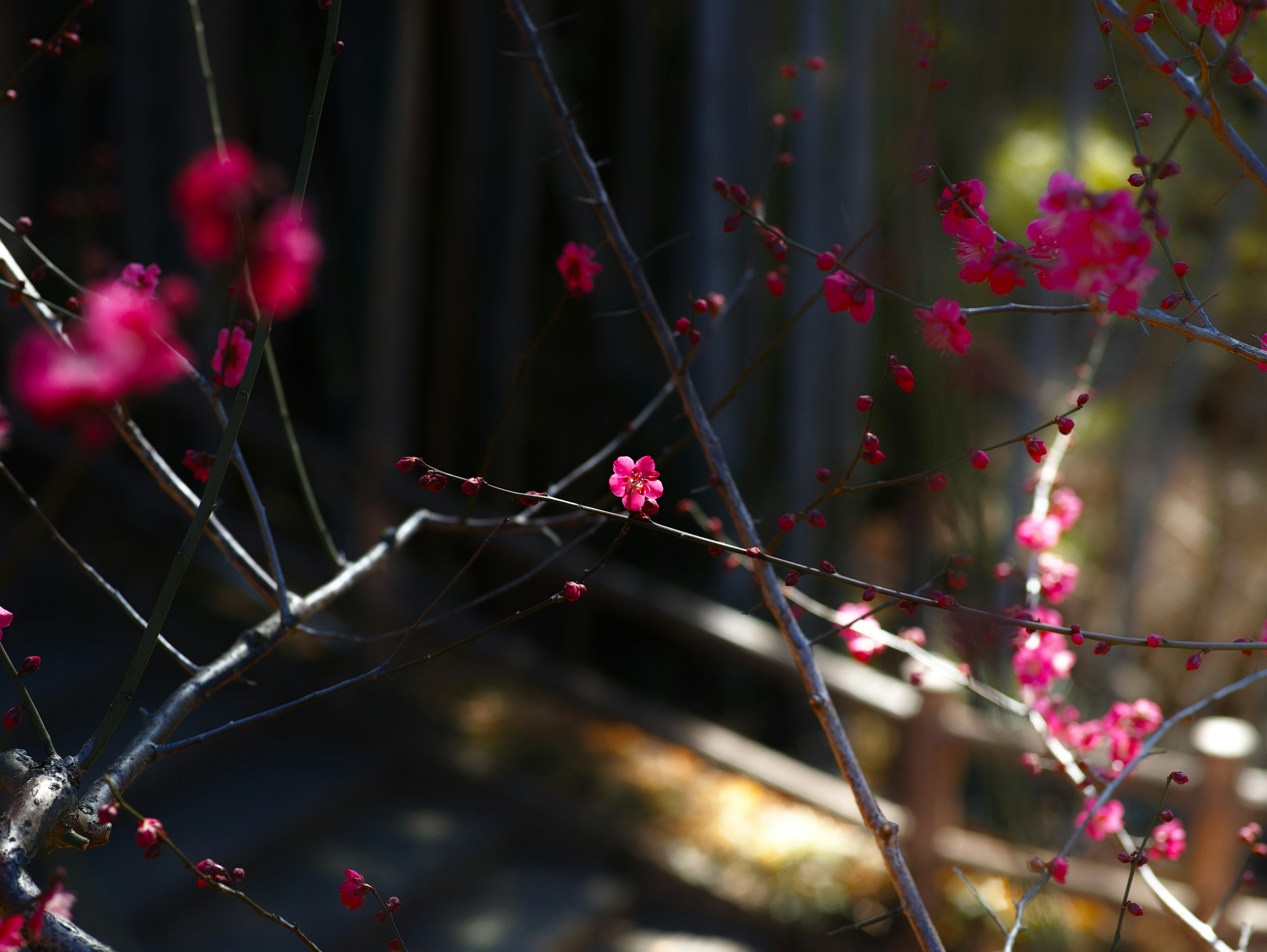 薄暗い背景に浮かぶ鮮やかなピンクの花と枝のクローズアップ