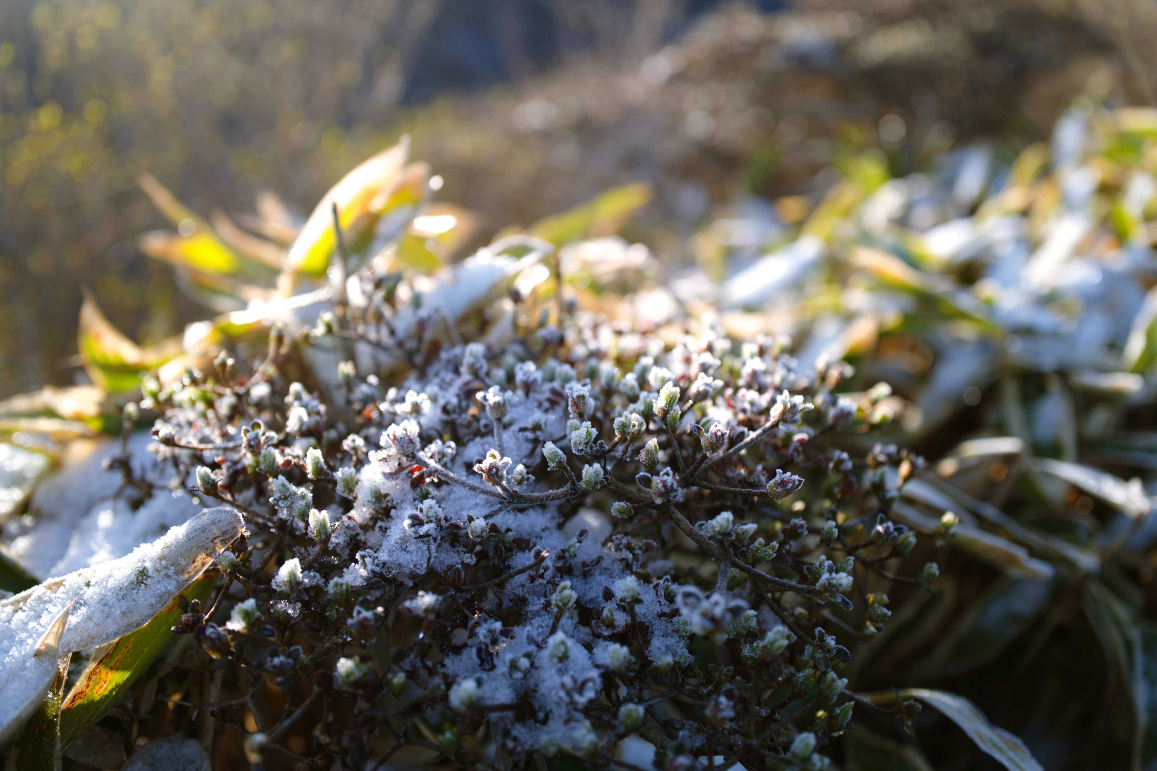 Ein Grasbüschel, das mit Schnee bedeckt ist, vor verschwommenen Bergen im Hintergrund