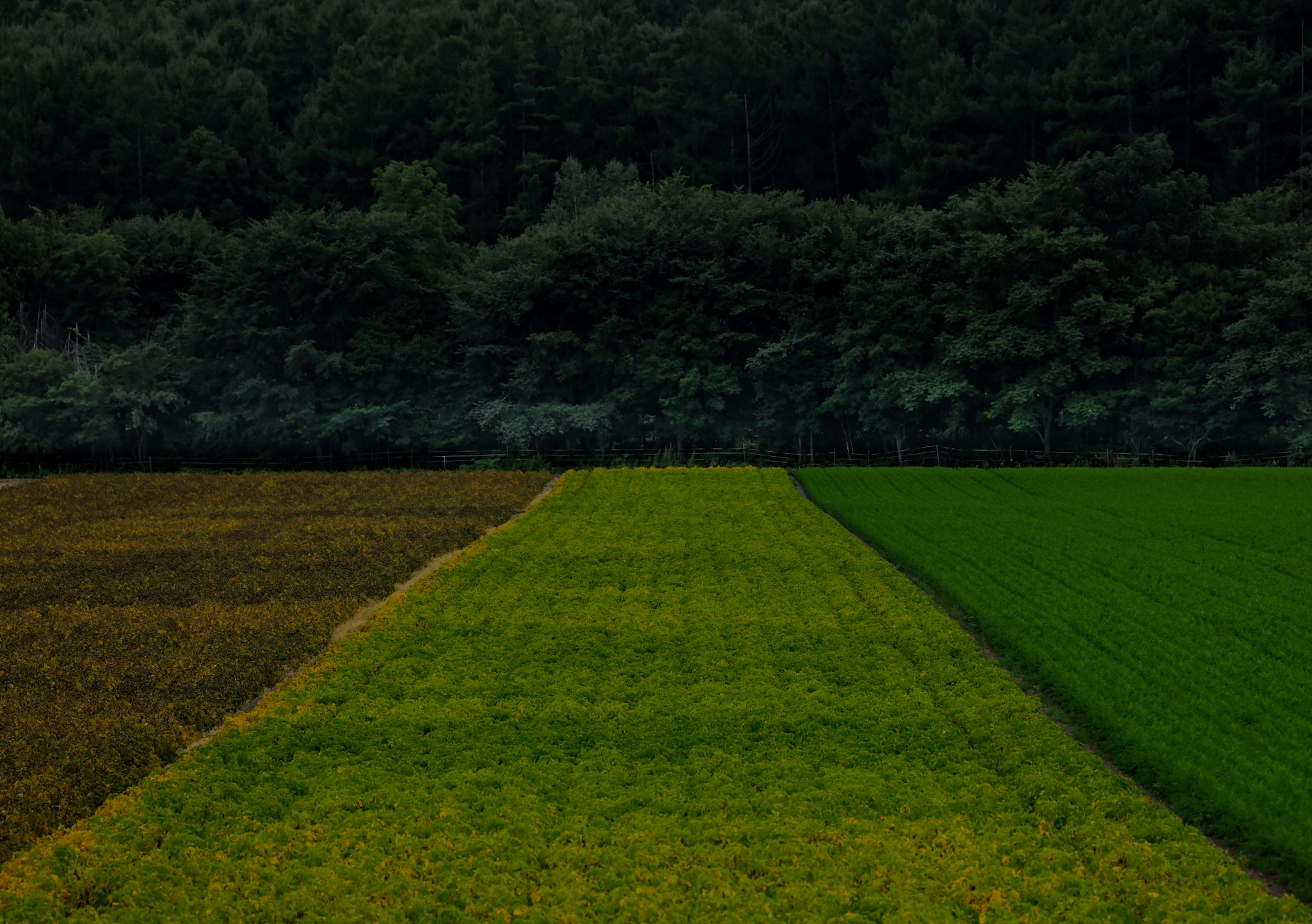 緑色の稲田と茶色の稲田のコントラストが美しい風景