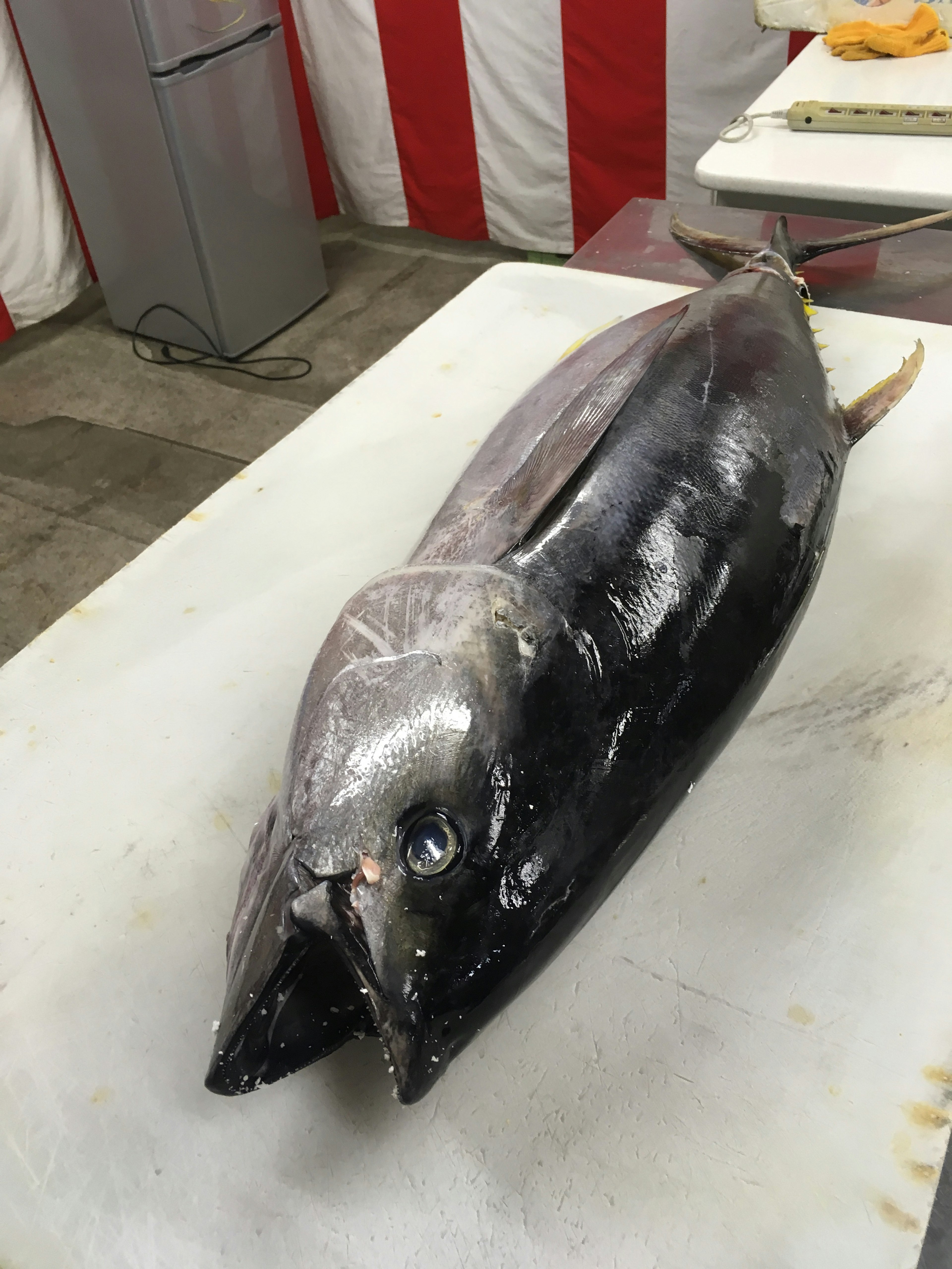 Un poisson à deux têtes posé sur une table blanche