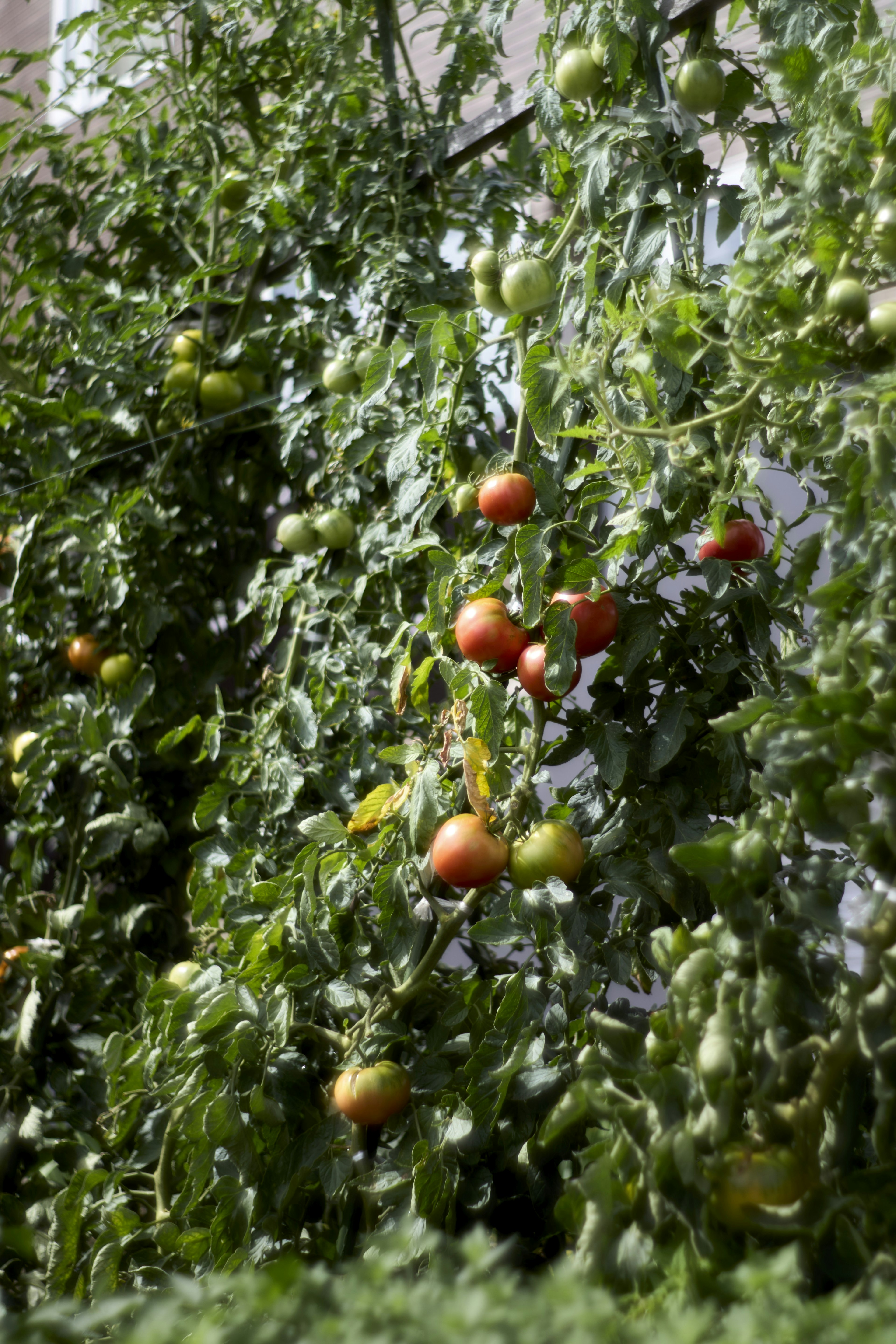 Nahaufnahme von Pflanzen mit roten und grünen Tomaten umgeben von grünen Blättern