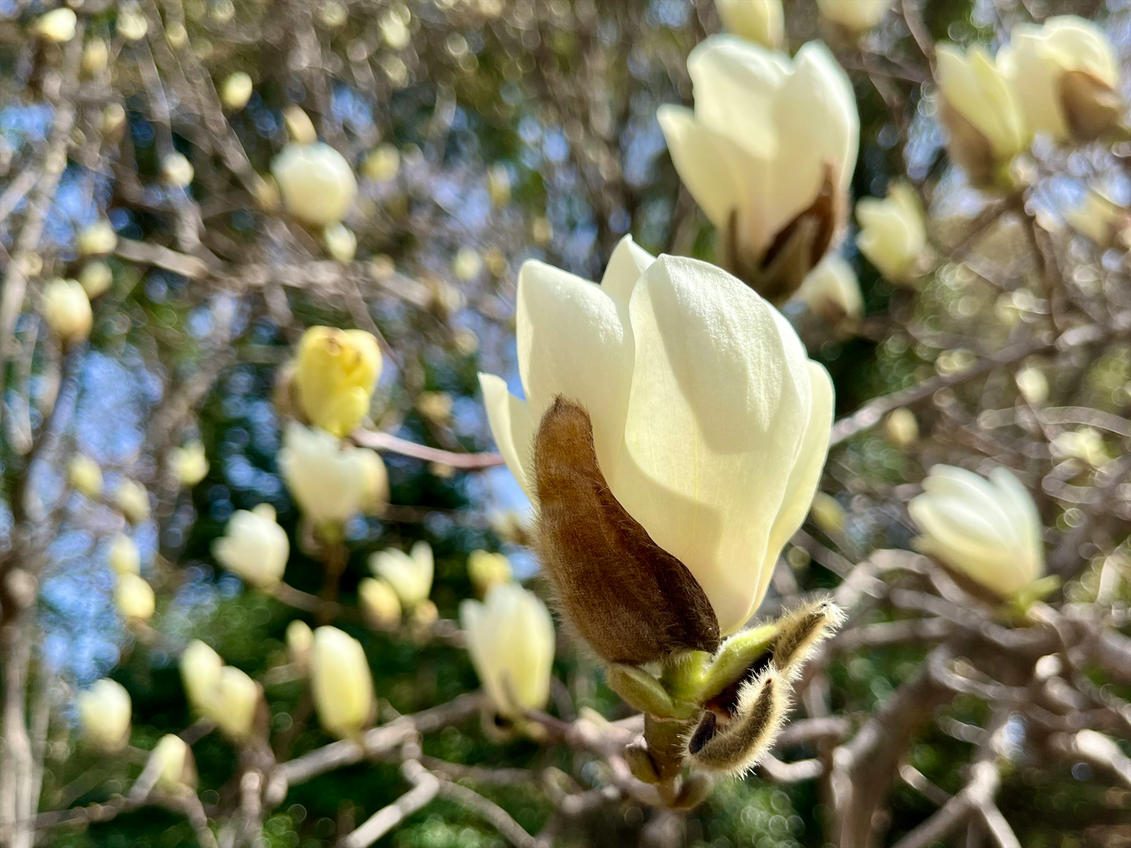 白いモクレンの花が咲いている枝のクローズアップ