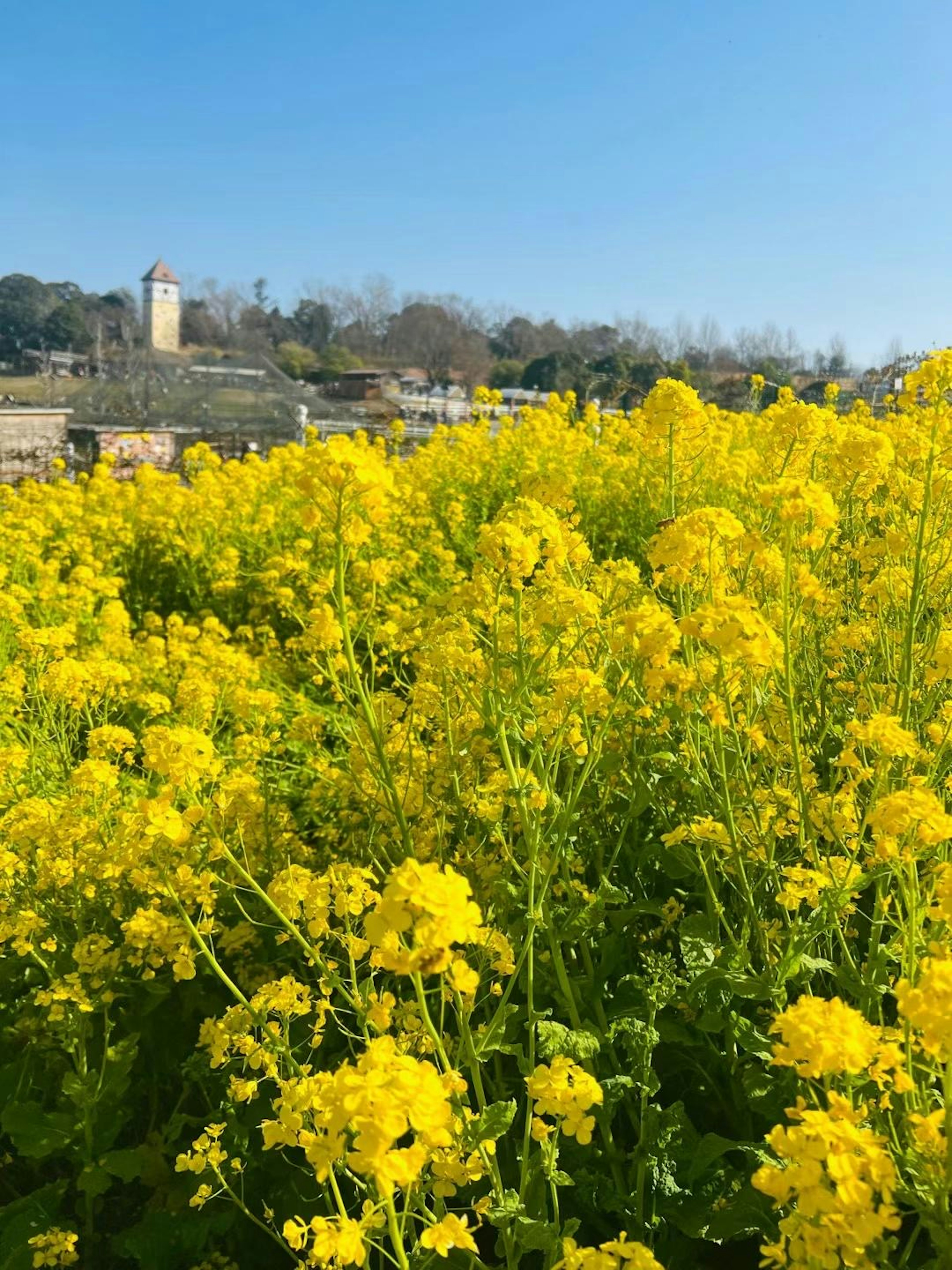 黄色い花が咲き誇る風景と背景に塔が見える