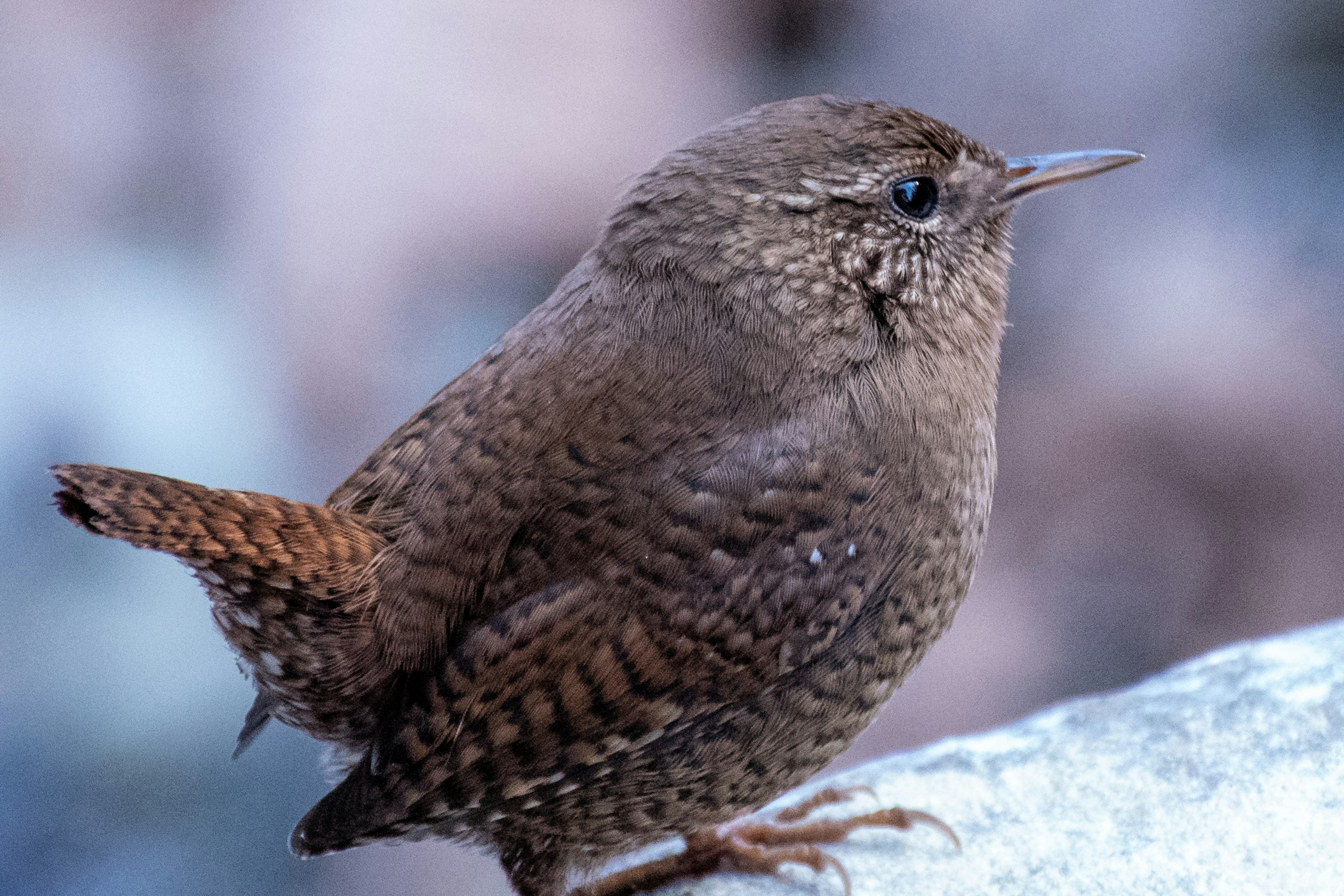 Un pequeño pájaro marrón posado sobre una roca