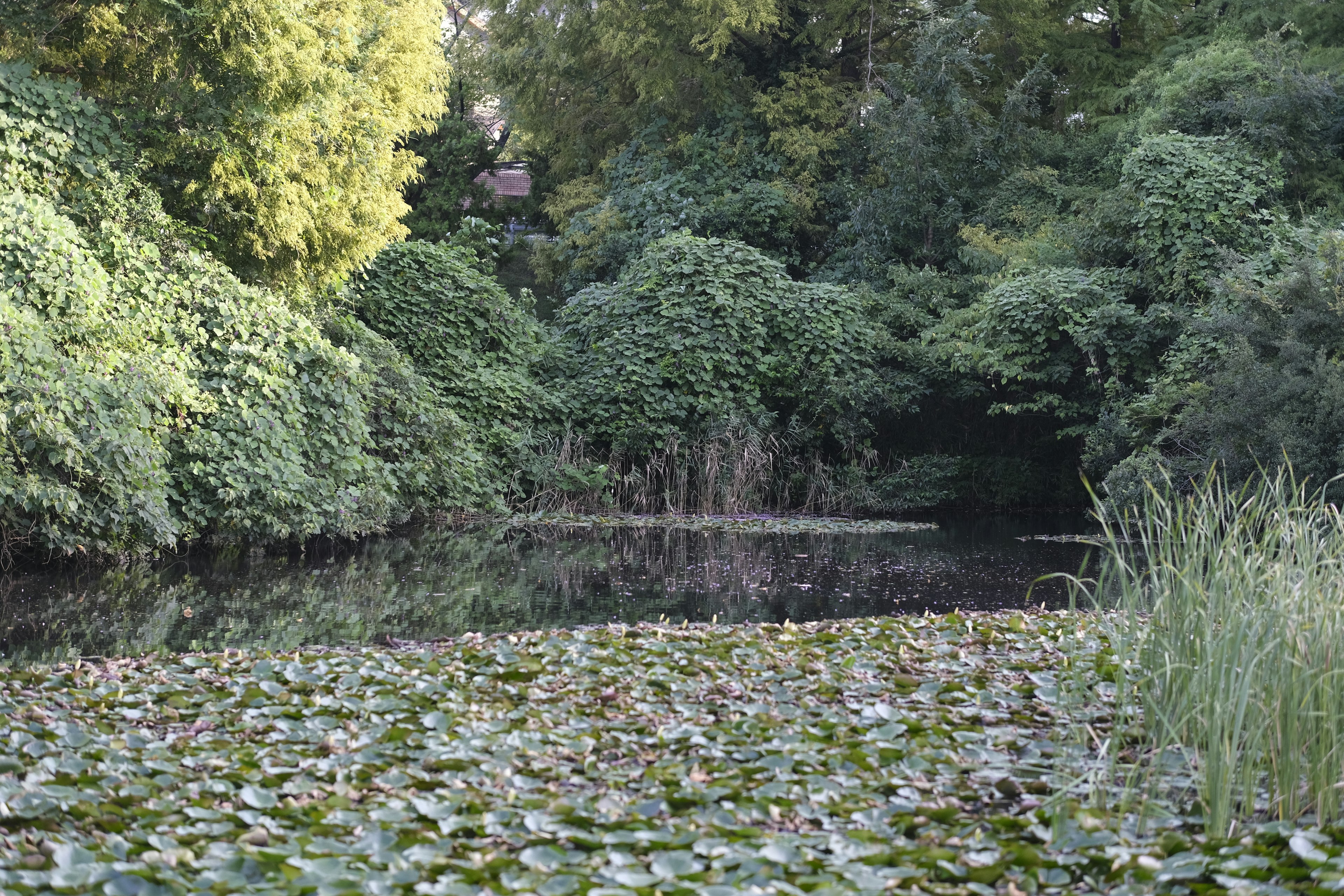 Serene pond with floating lilies and lush green foliage