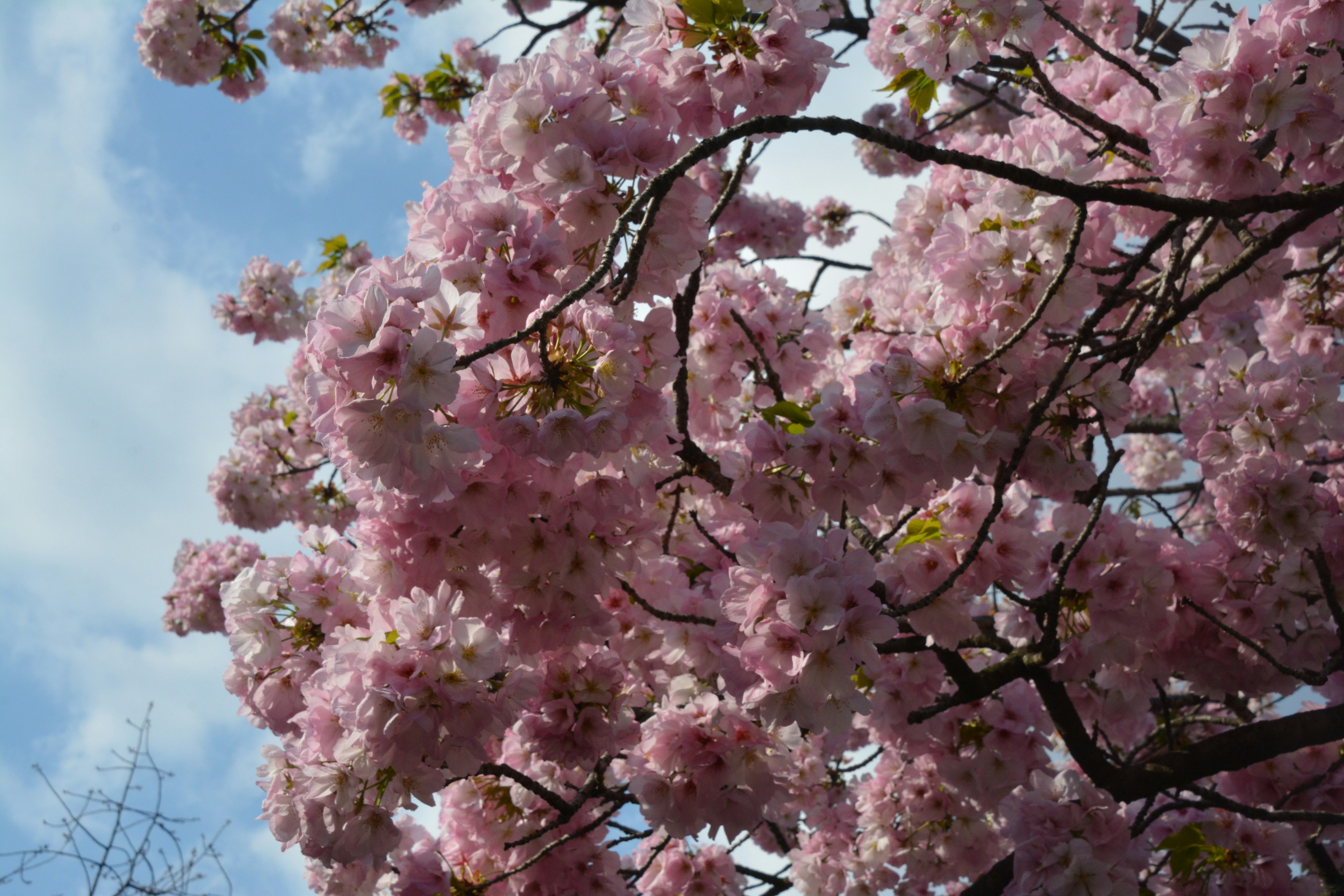 Cabang bunga sakura berwarna pink lembut melawan langit biru