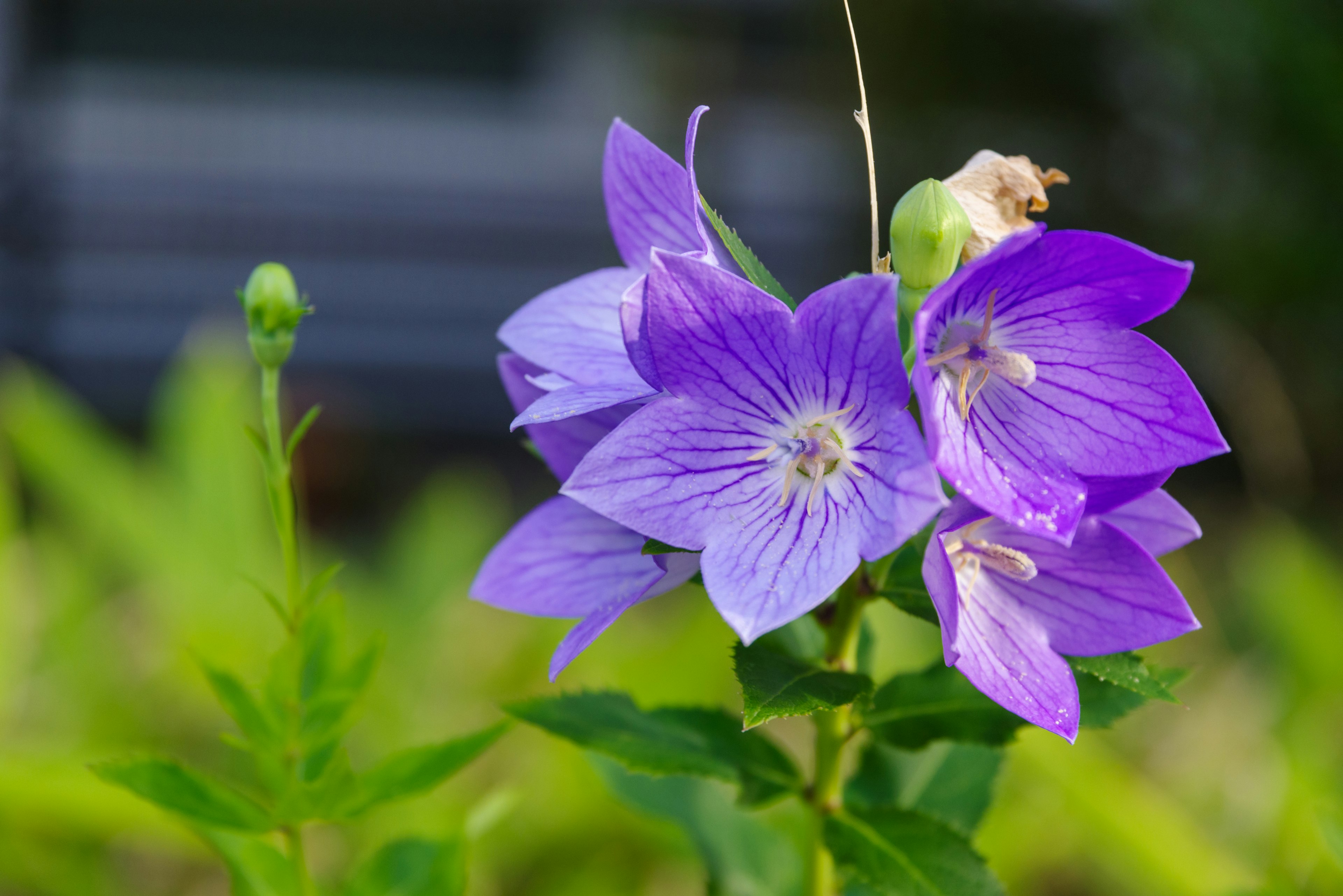 Primo piano di fiori viola con foglie verdi sullo sfondo