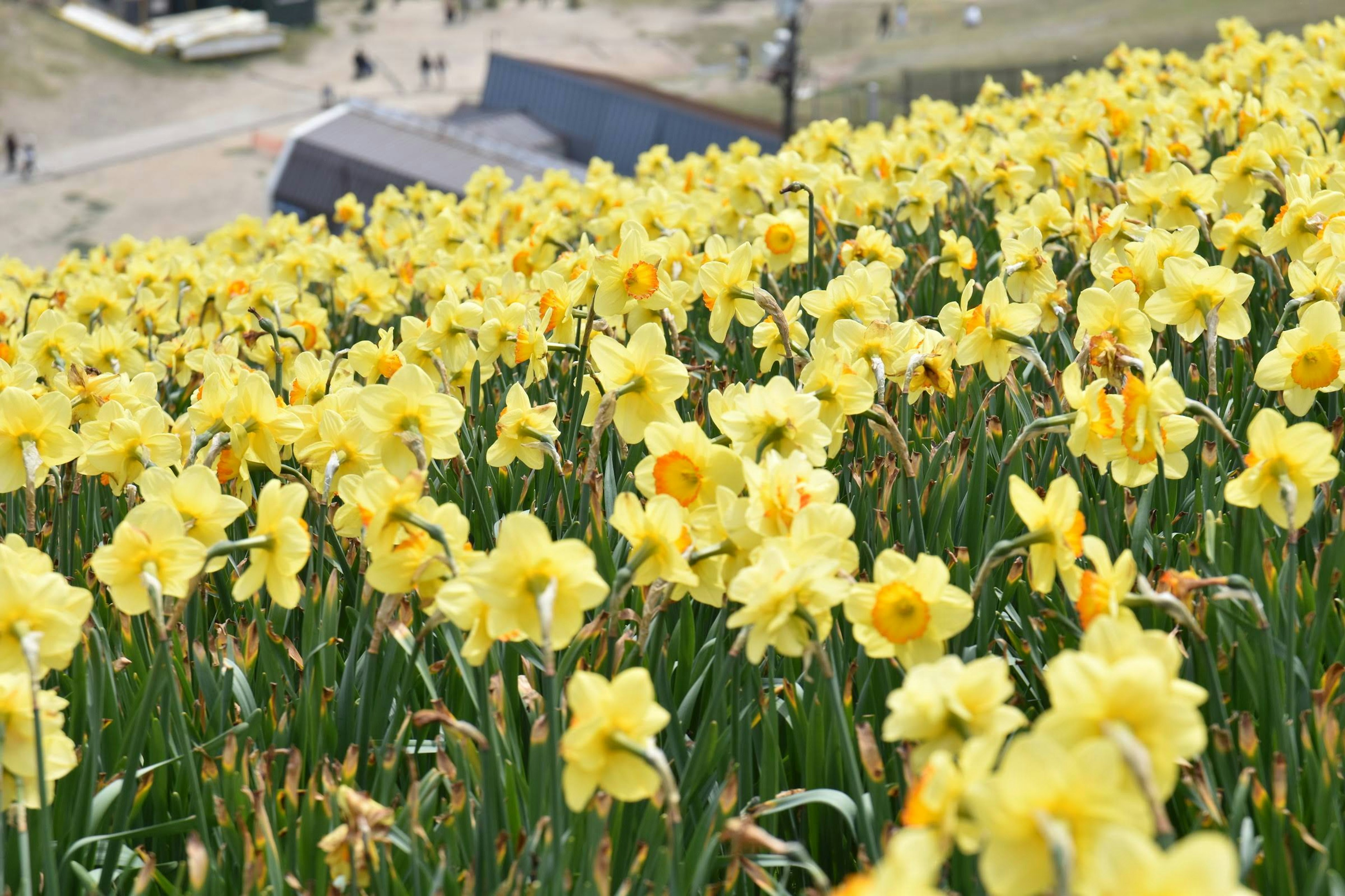 Una collina coperta di narcisi gialli in fiore