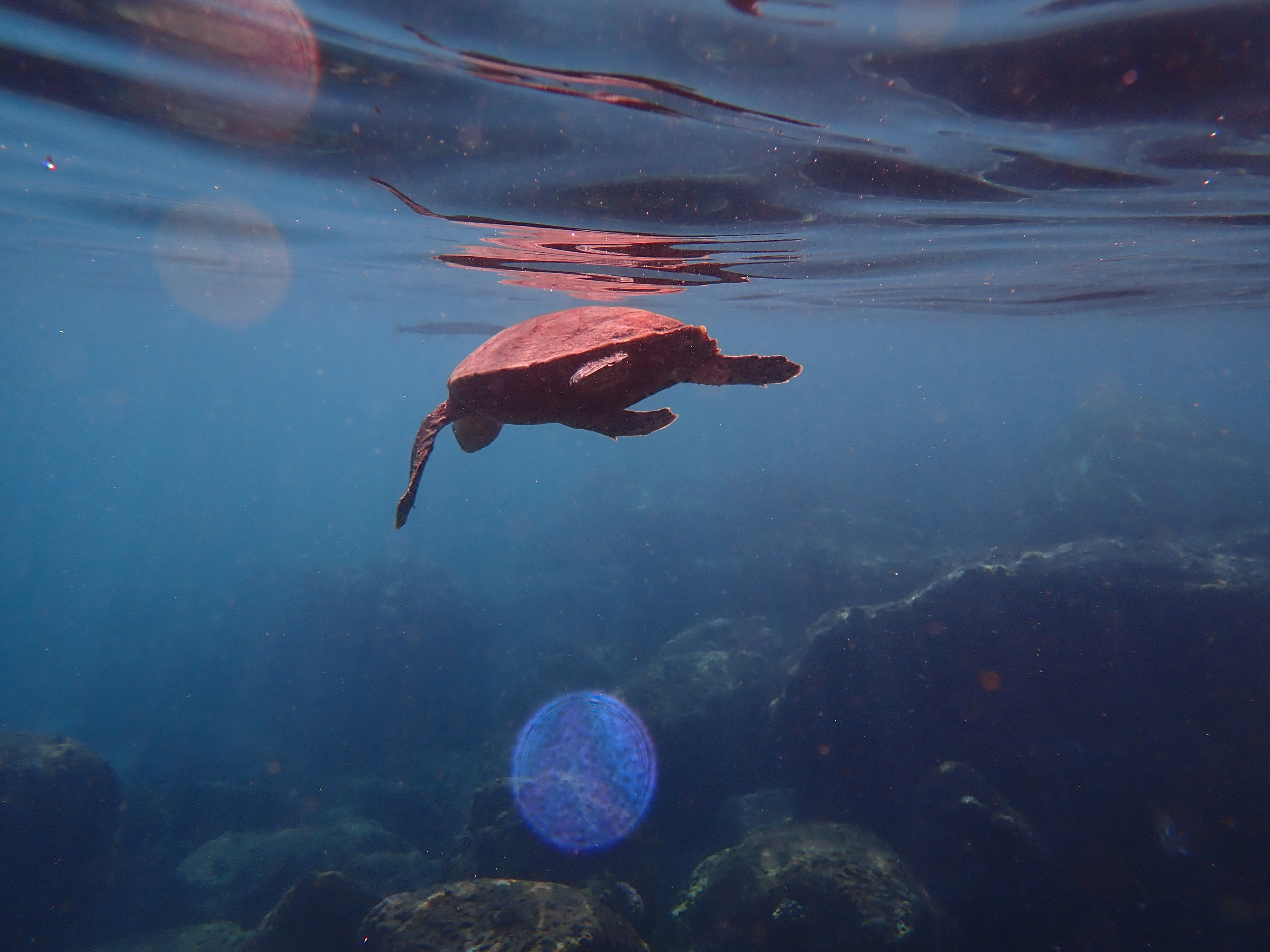 Eine Meeresschildkröte schwimmt unter Wasser mit Reflexionen auf der Oberfläche