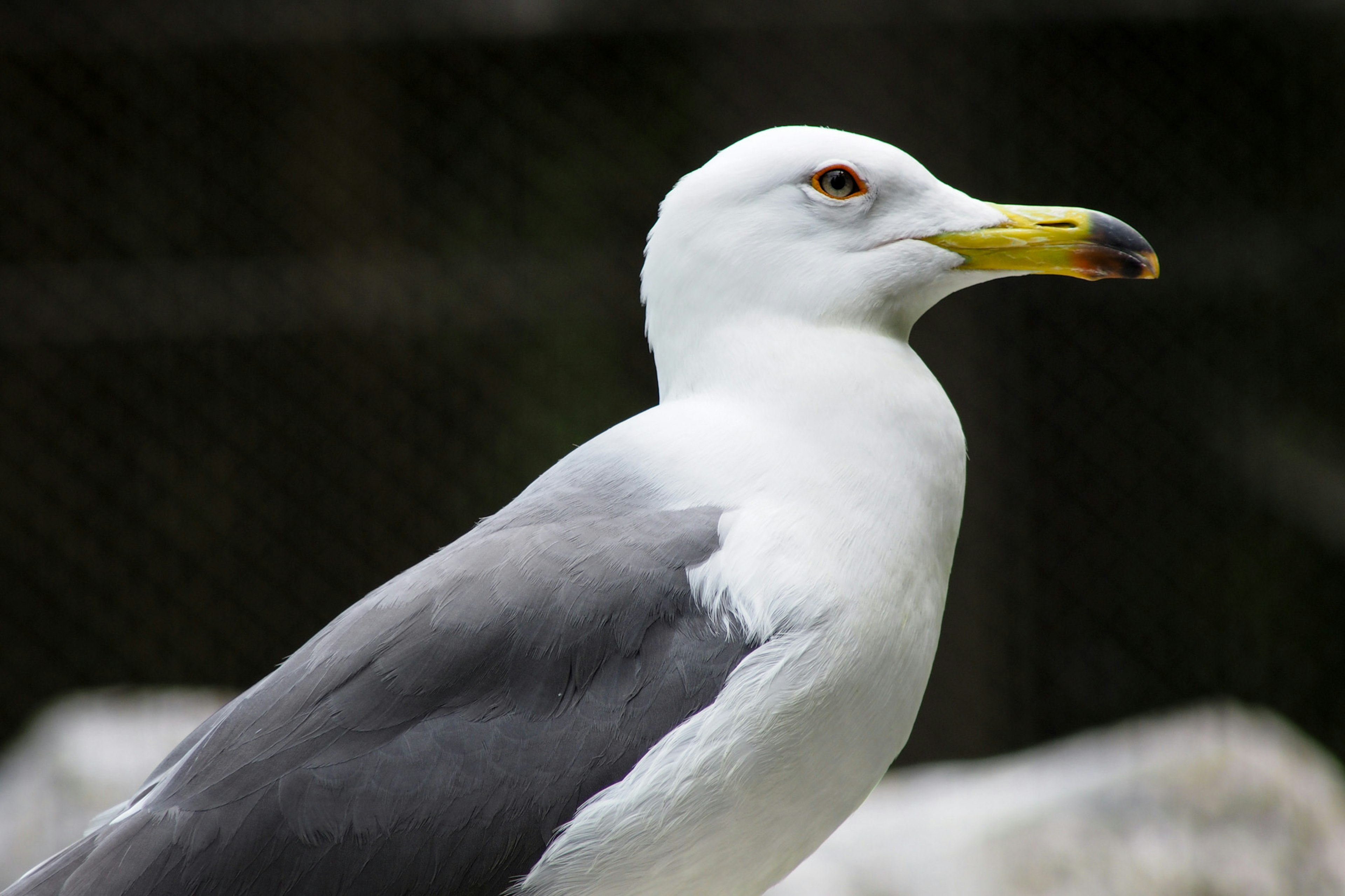 Profil burung camar dengan bulu putih dan abu-abu