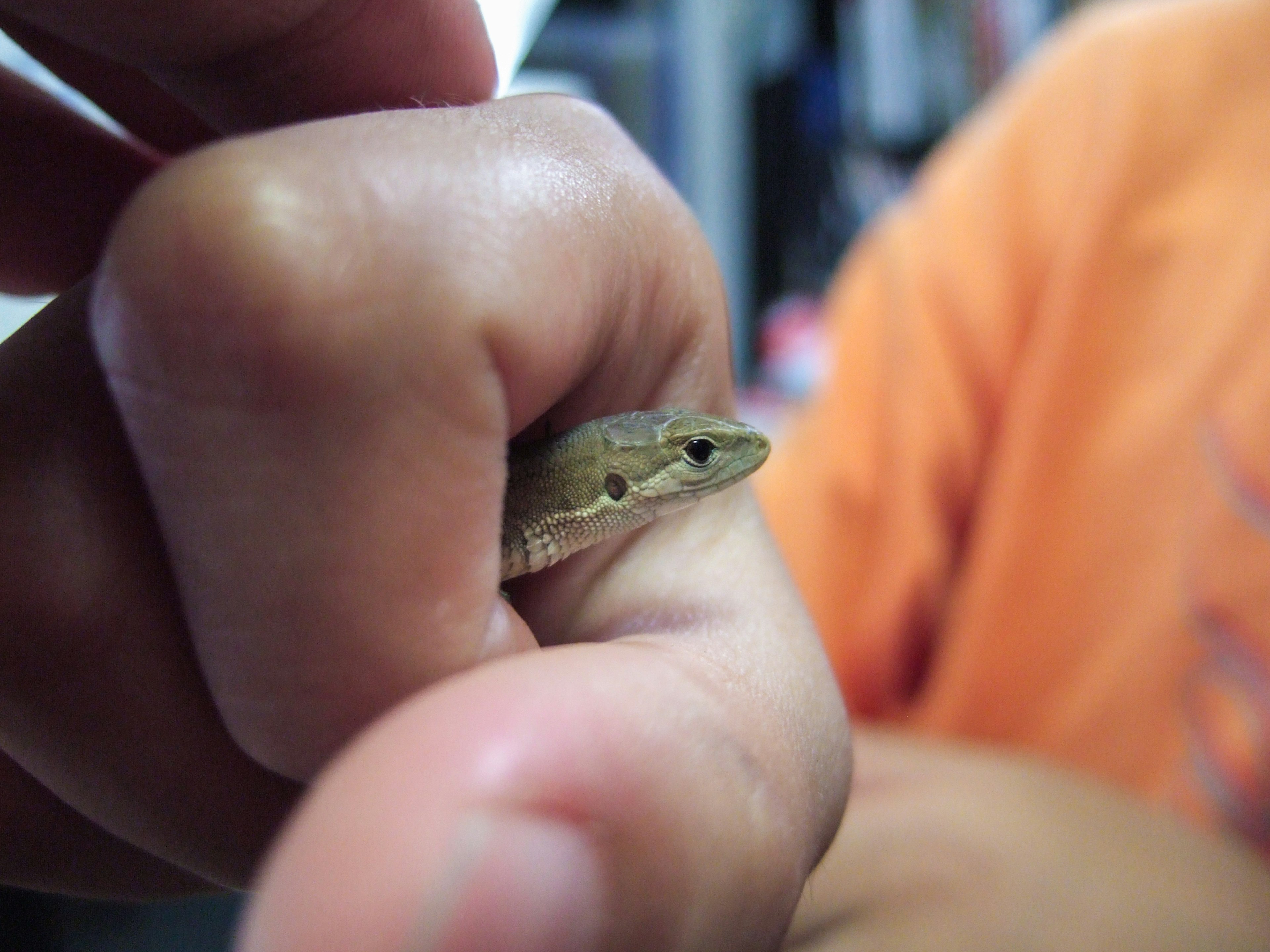 Close-up of a small lizard held in a hand