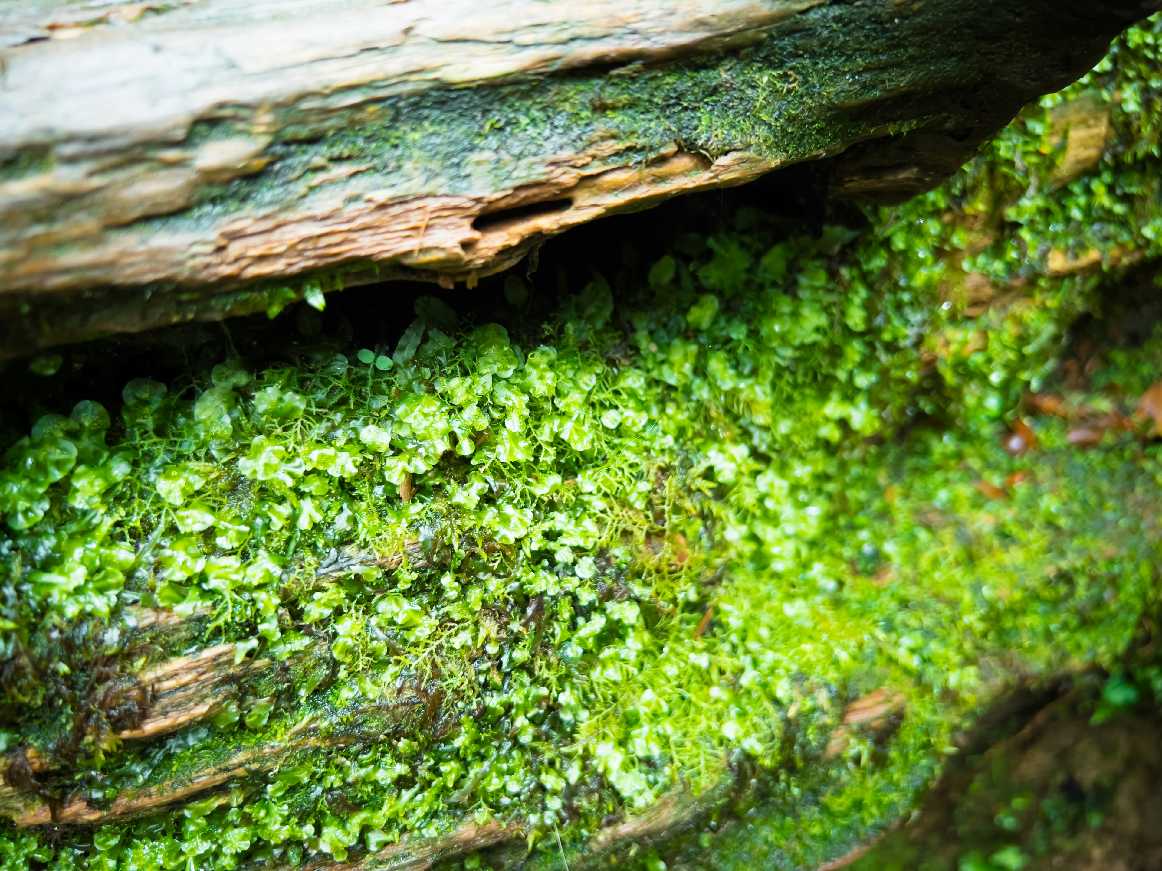 Acercamiento de un tronco de árbol cubierto de musgo verde