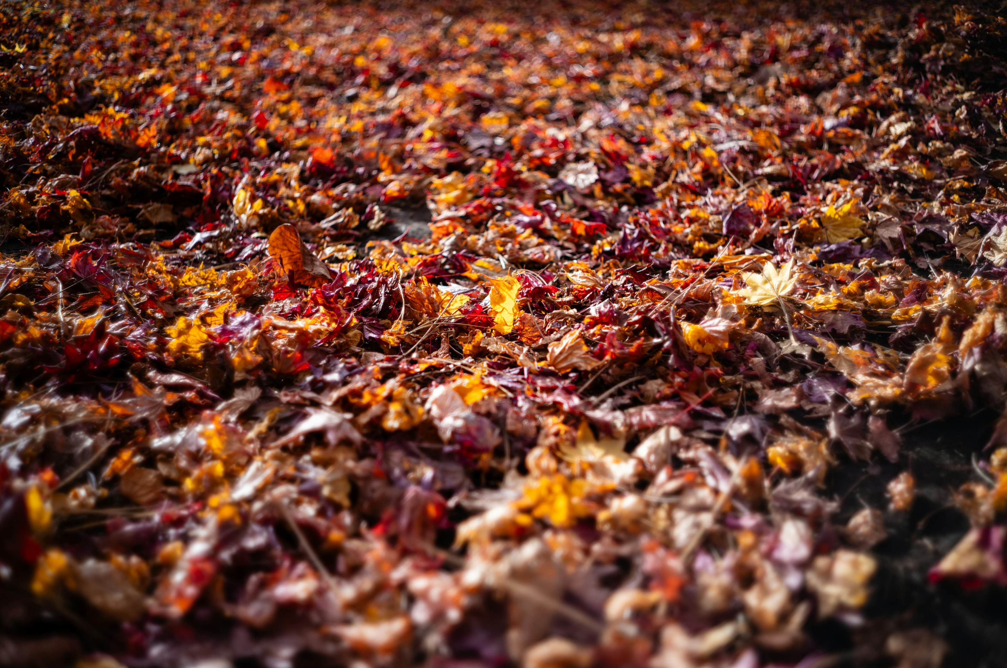 A carpet of autumn leaves in vibrant colors