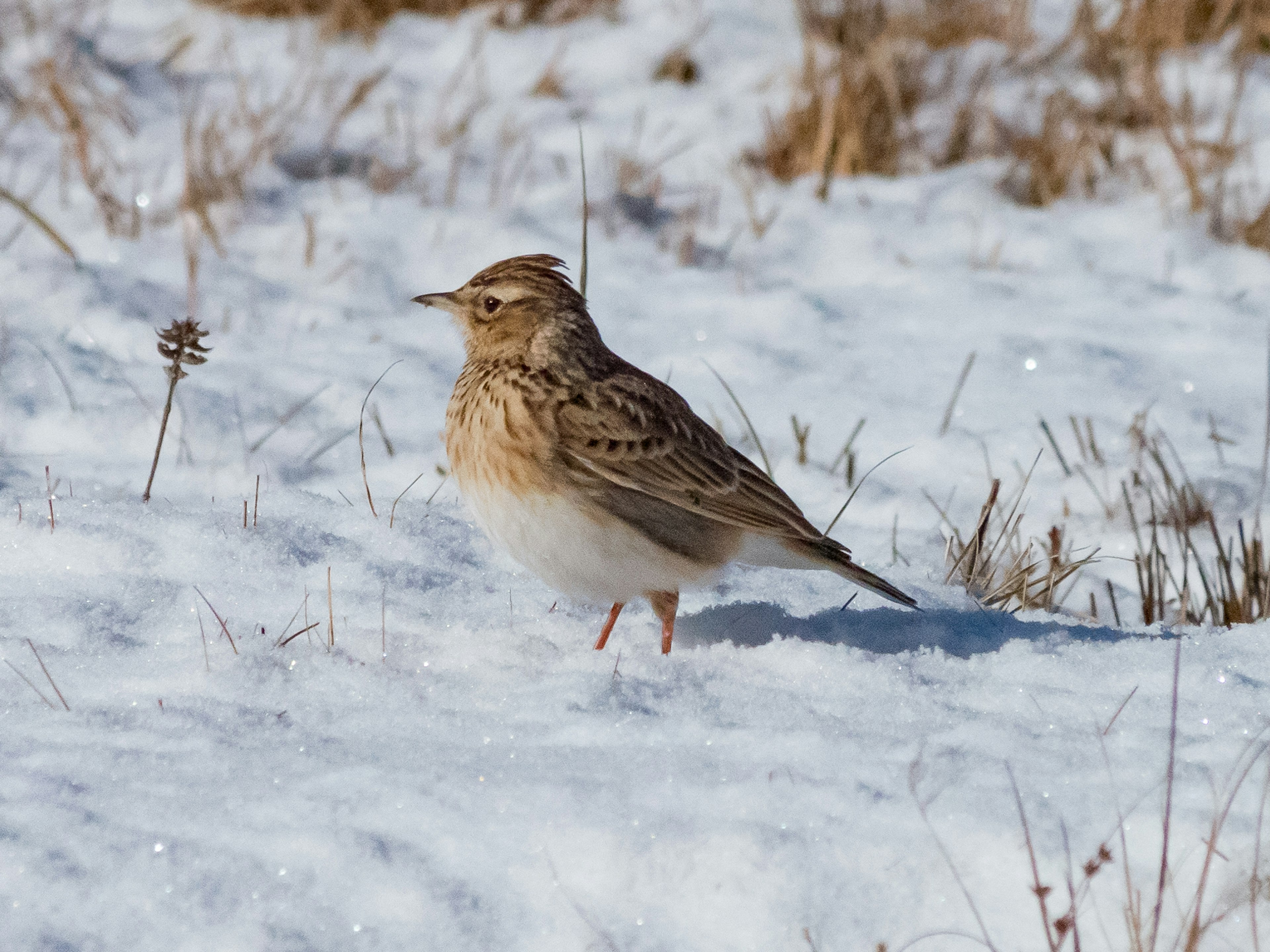 A small bird standing on snow with a snowy landscape