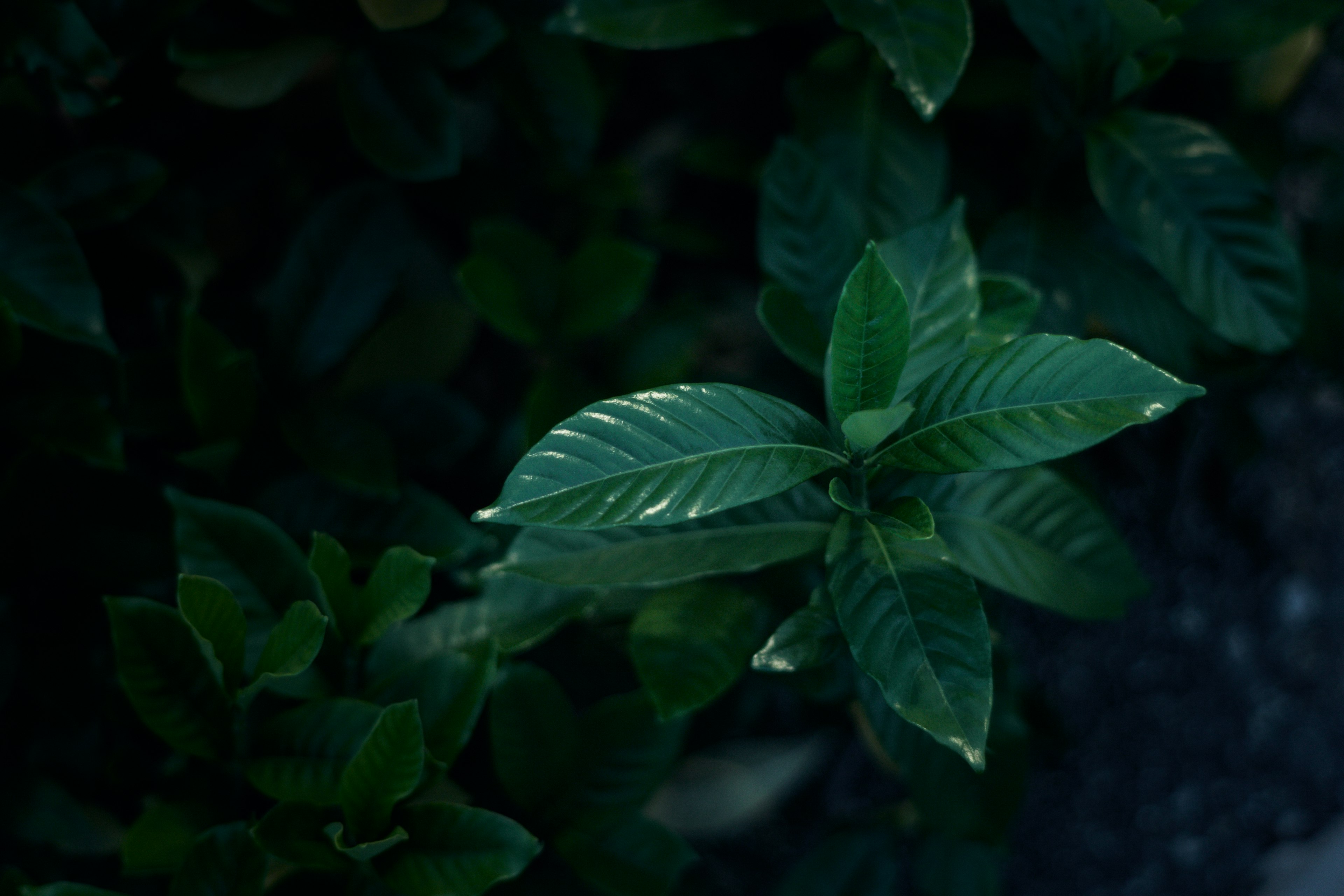 green leaves standing out against a dark background