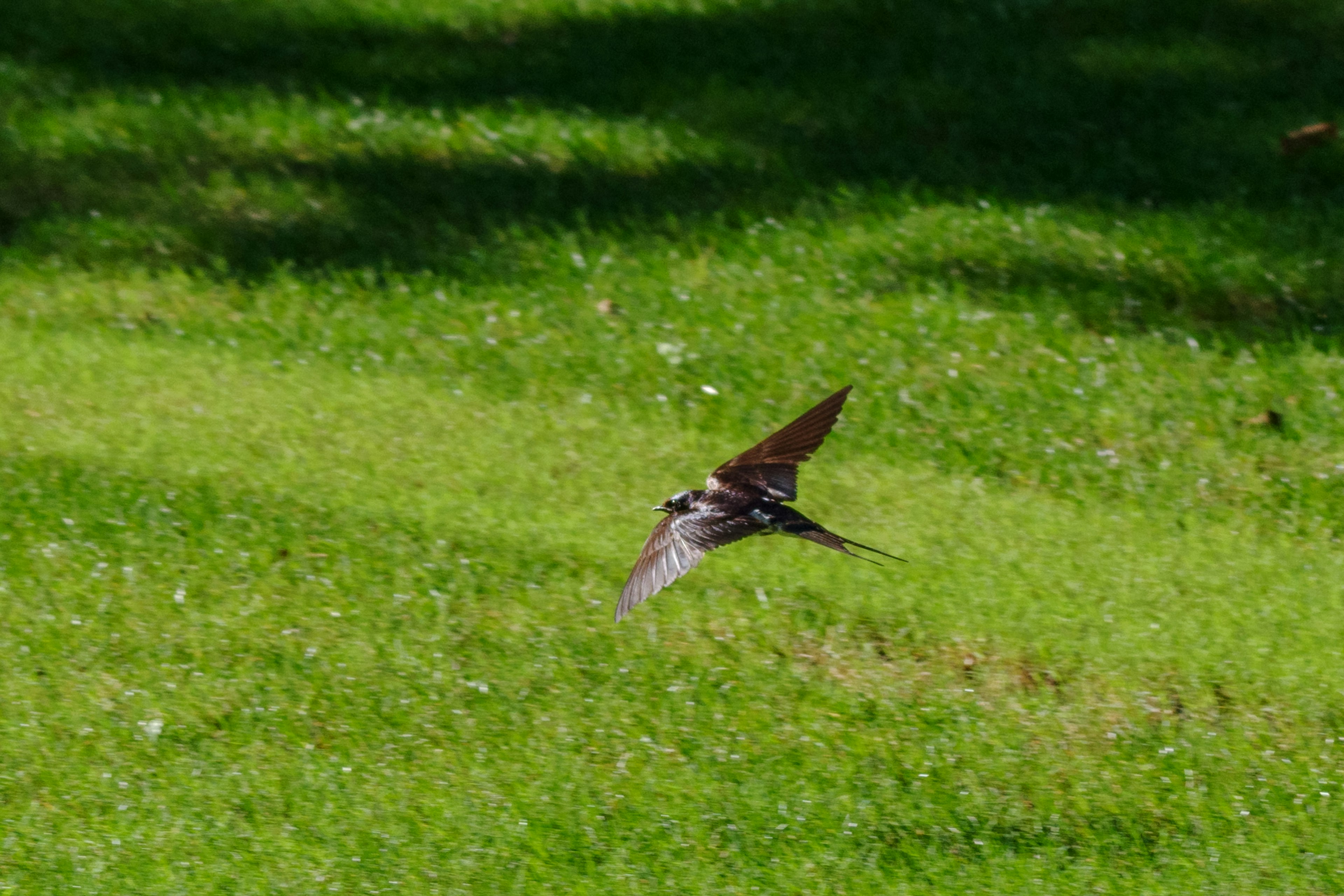 Bird flying over green grass