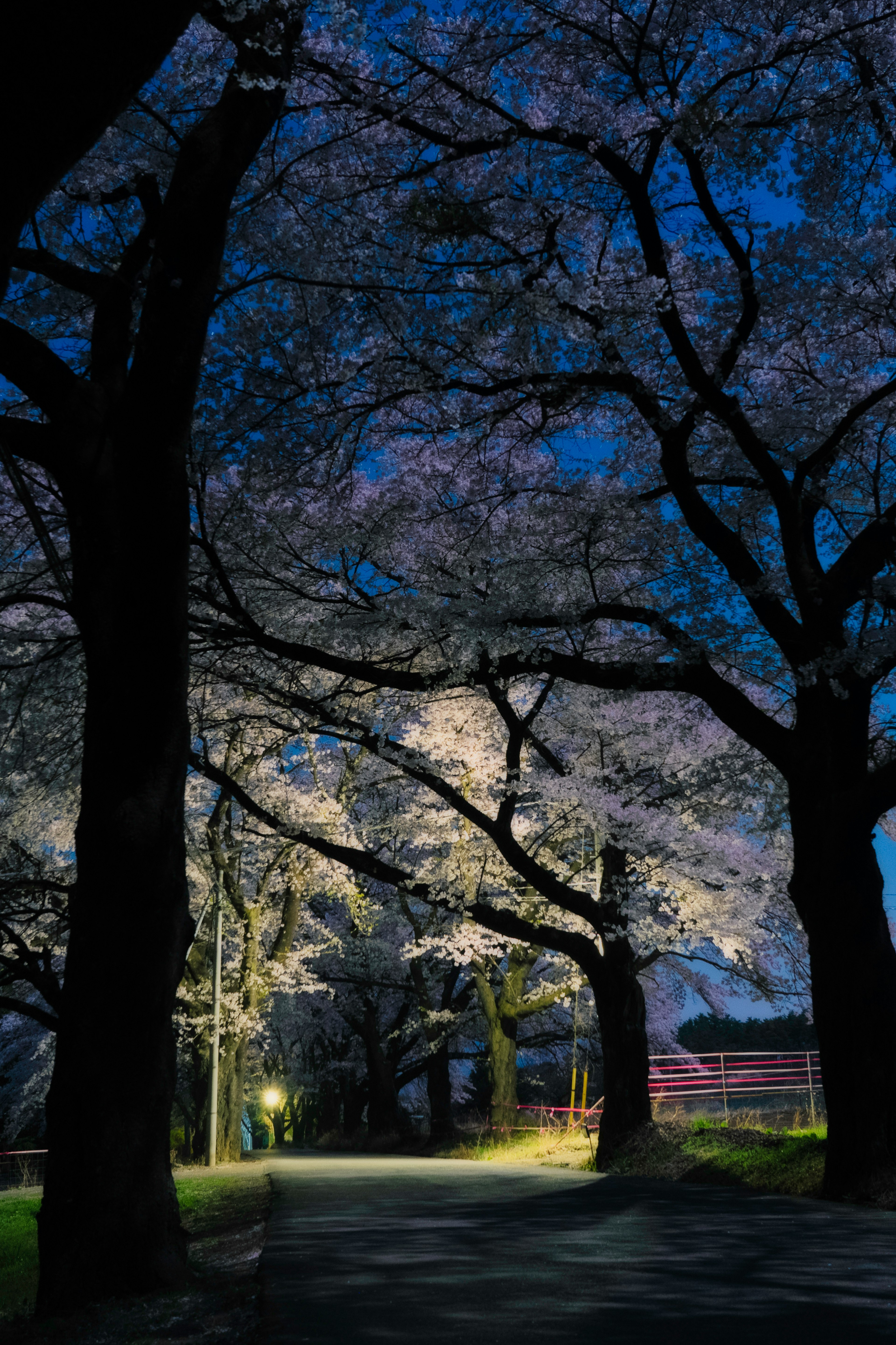 Night view of cherry blossom trees along a path illuminated by soft light