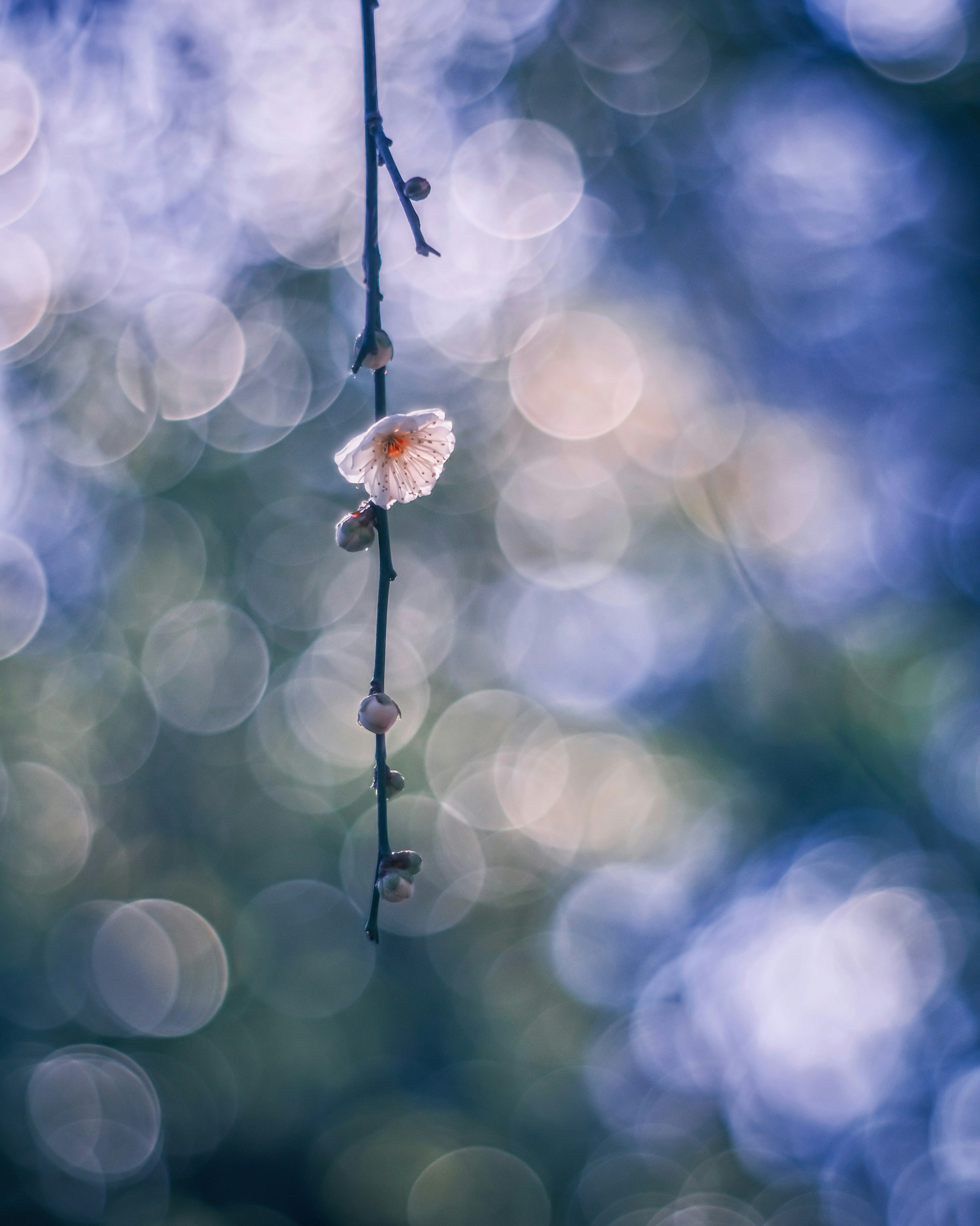 Eine hängende Blume vor einem verschwommenen blauen Hintergrund mit sanften Bokeh-Lichtern