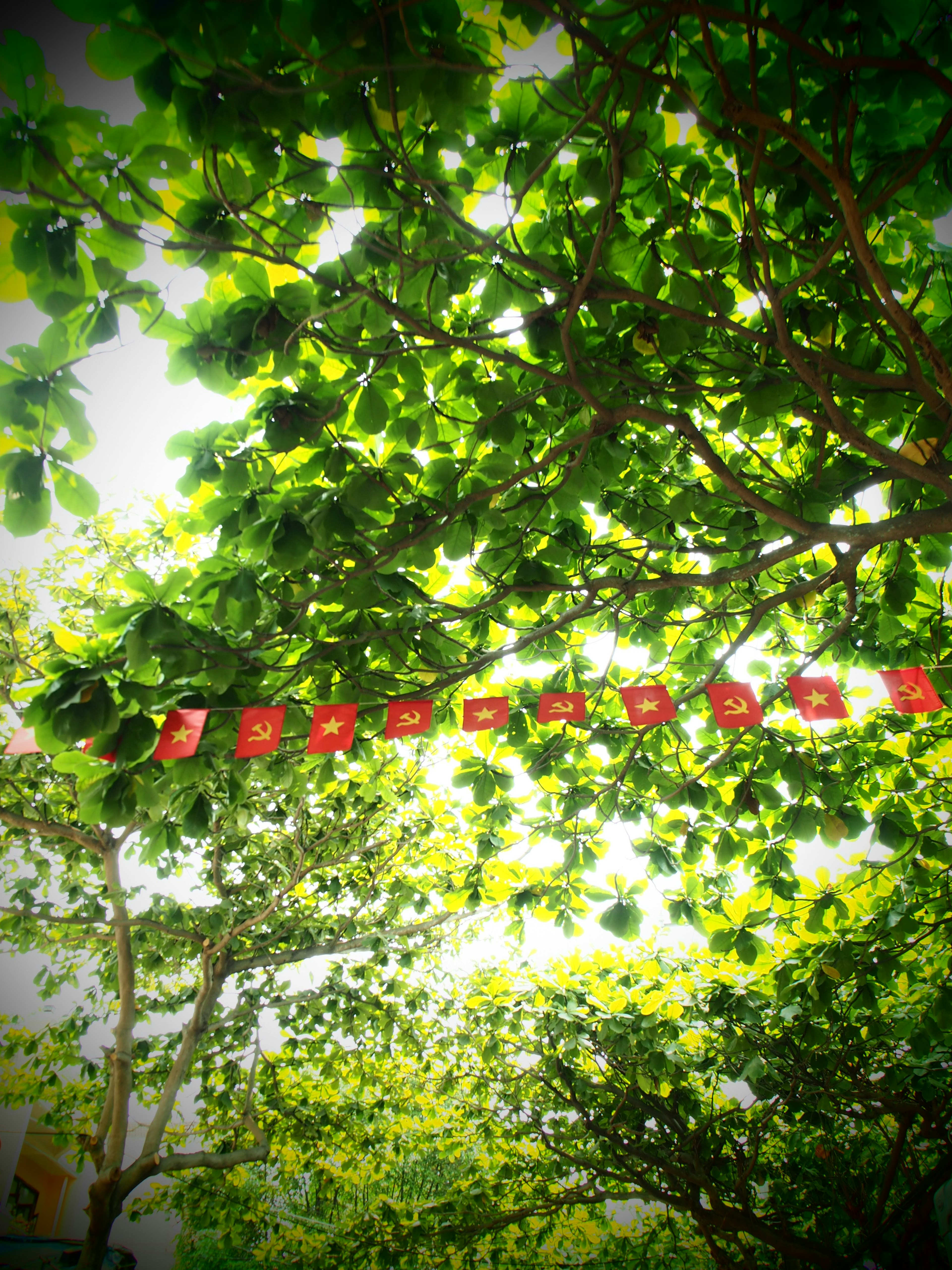 Paesaggio sotto alberi con foglie verdi e decorazioni rosse