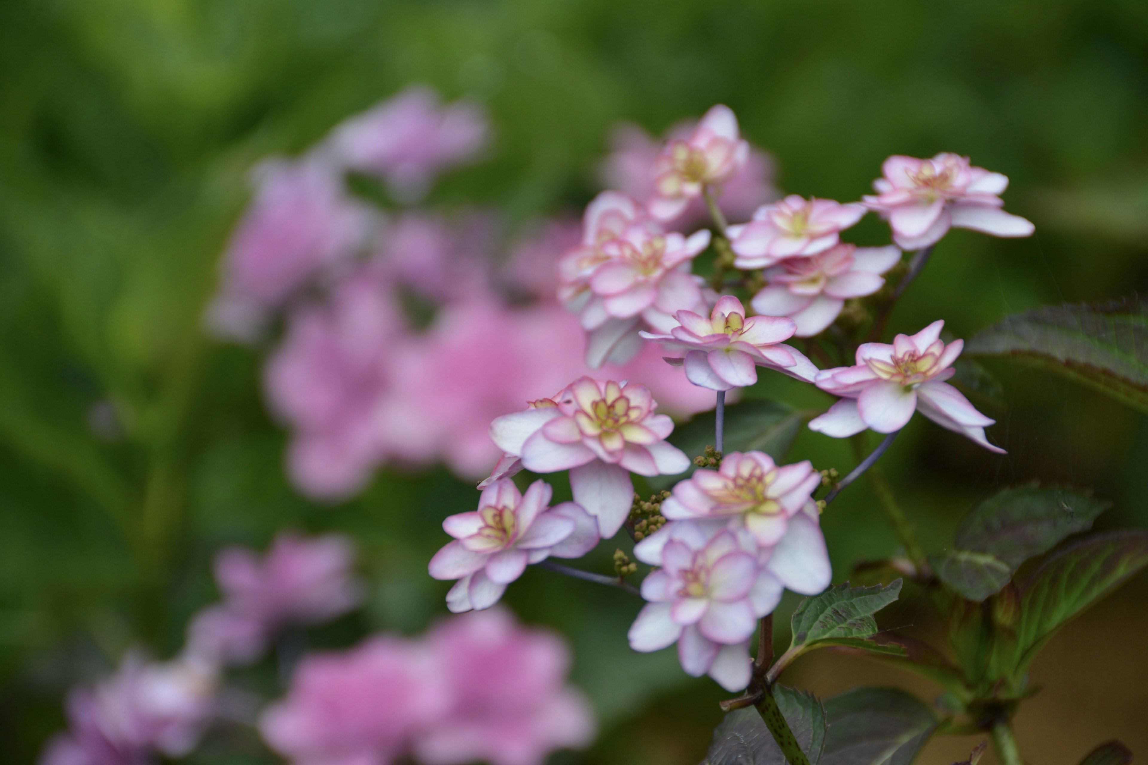 Nahaufnahme einer Pflanze mit zarten rosa Blumen