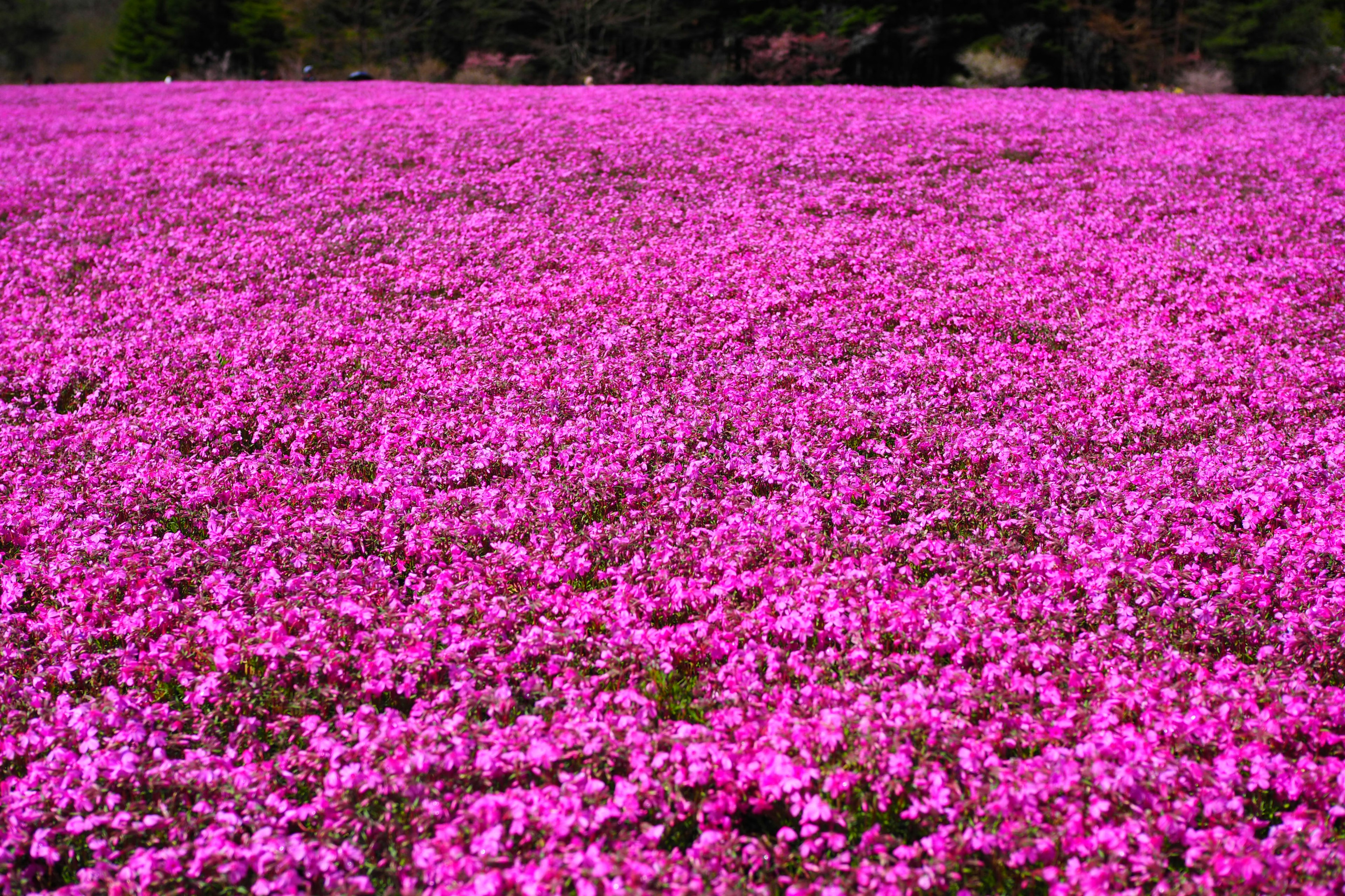 ทุ่งดอกไม้สีชมพูขนาดใหญ่กับพื้นหลังสีเขียว