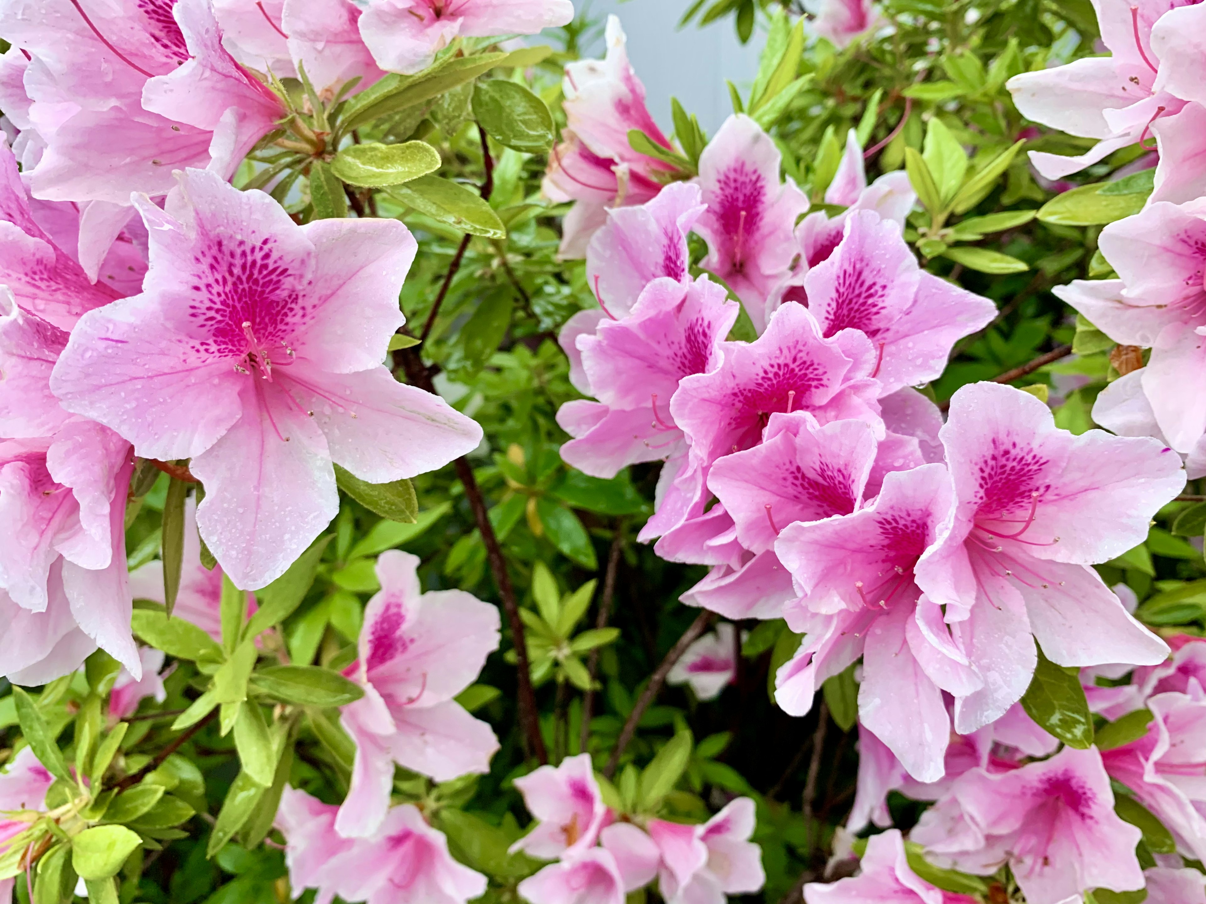 鮮やかなピンクのツツジの花が咲いている