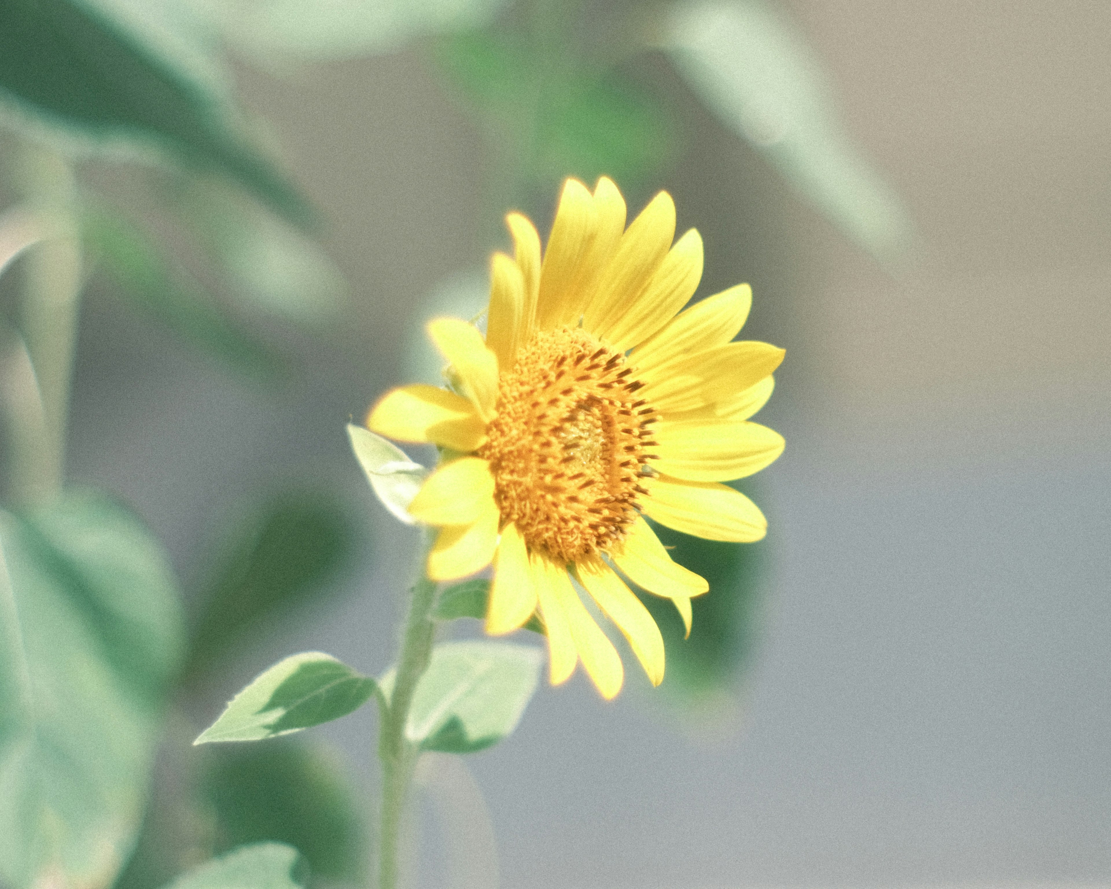 A sunflower blooming with vibrant yellow petals