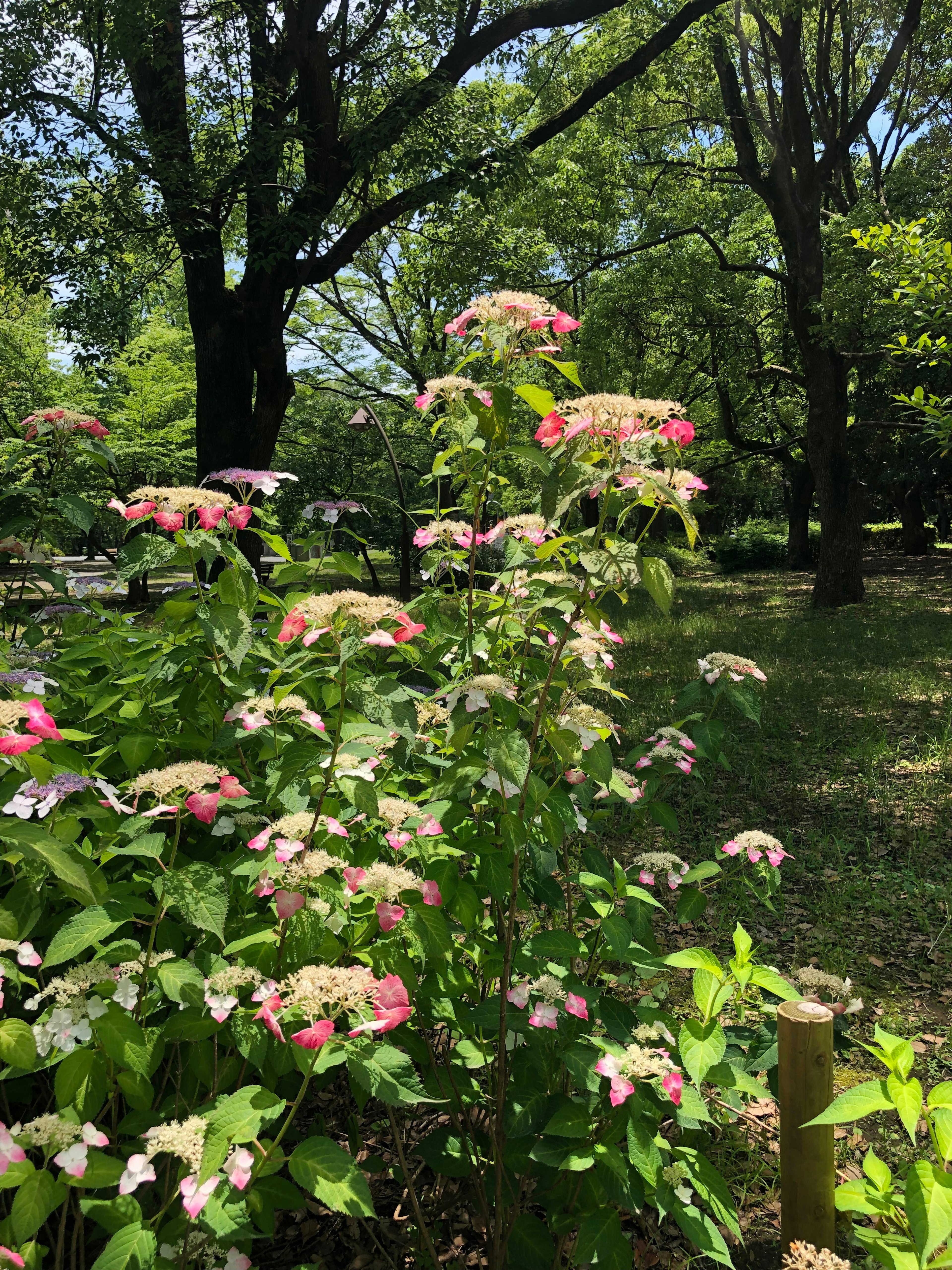 Plant with pink flowers surrounded by green trees in a park