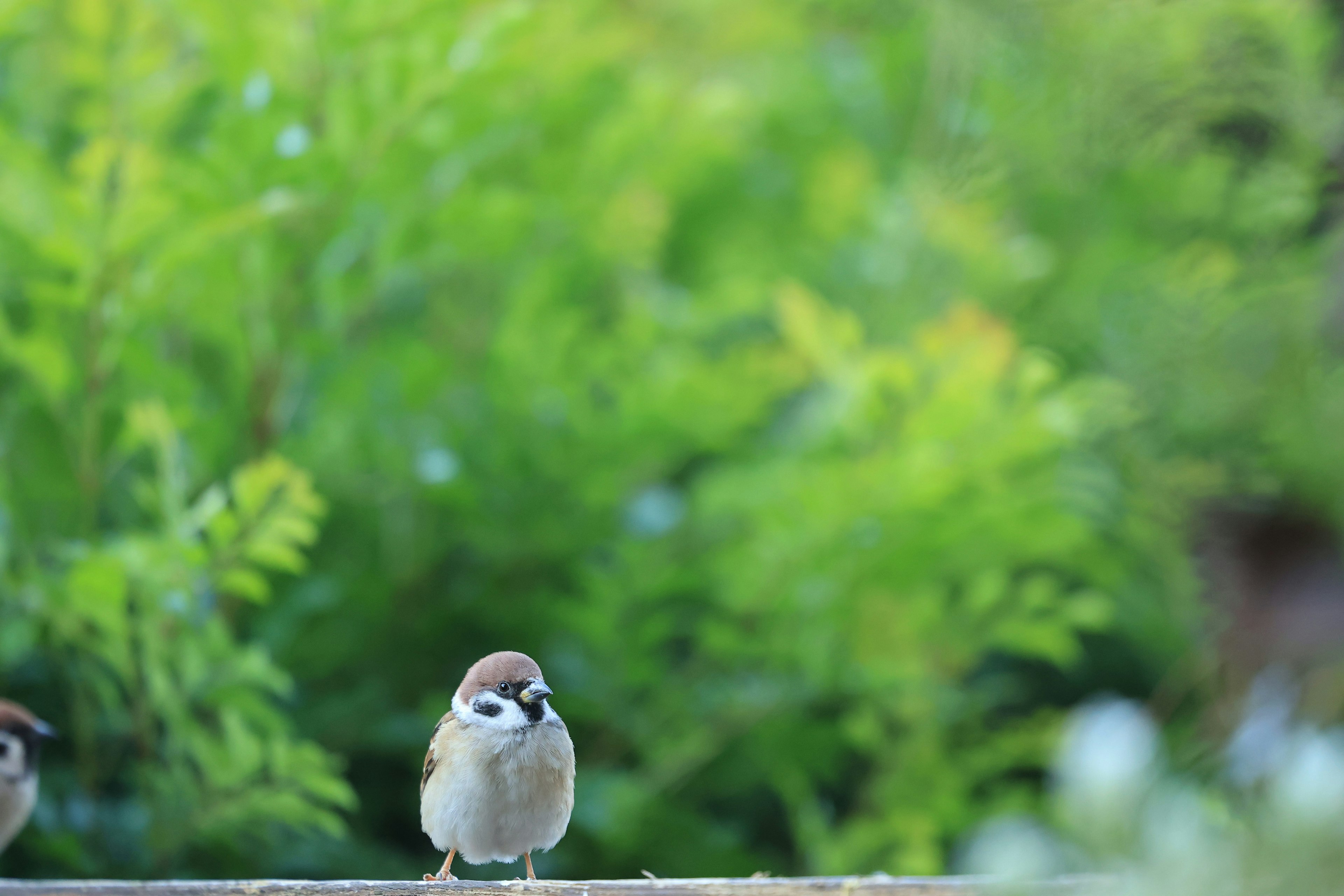 緑の背景の前に立つ小さなスズメの鳥