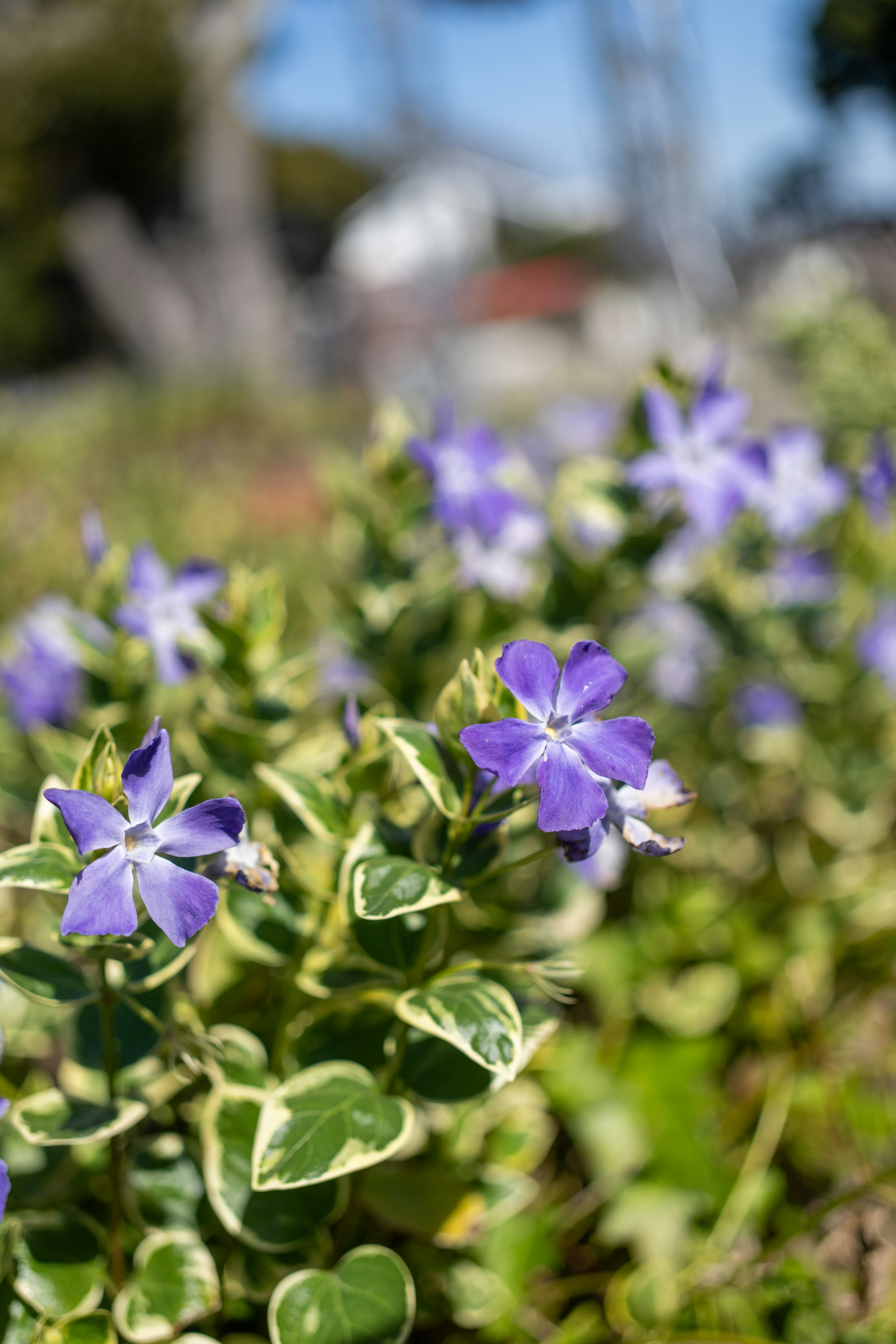 鮮やかな紫色の花が咲く植物のクローズアップ