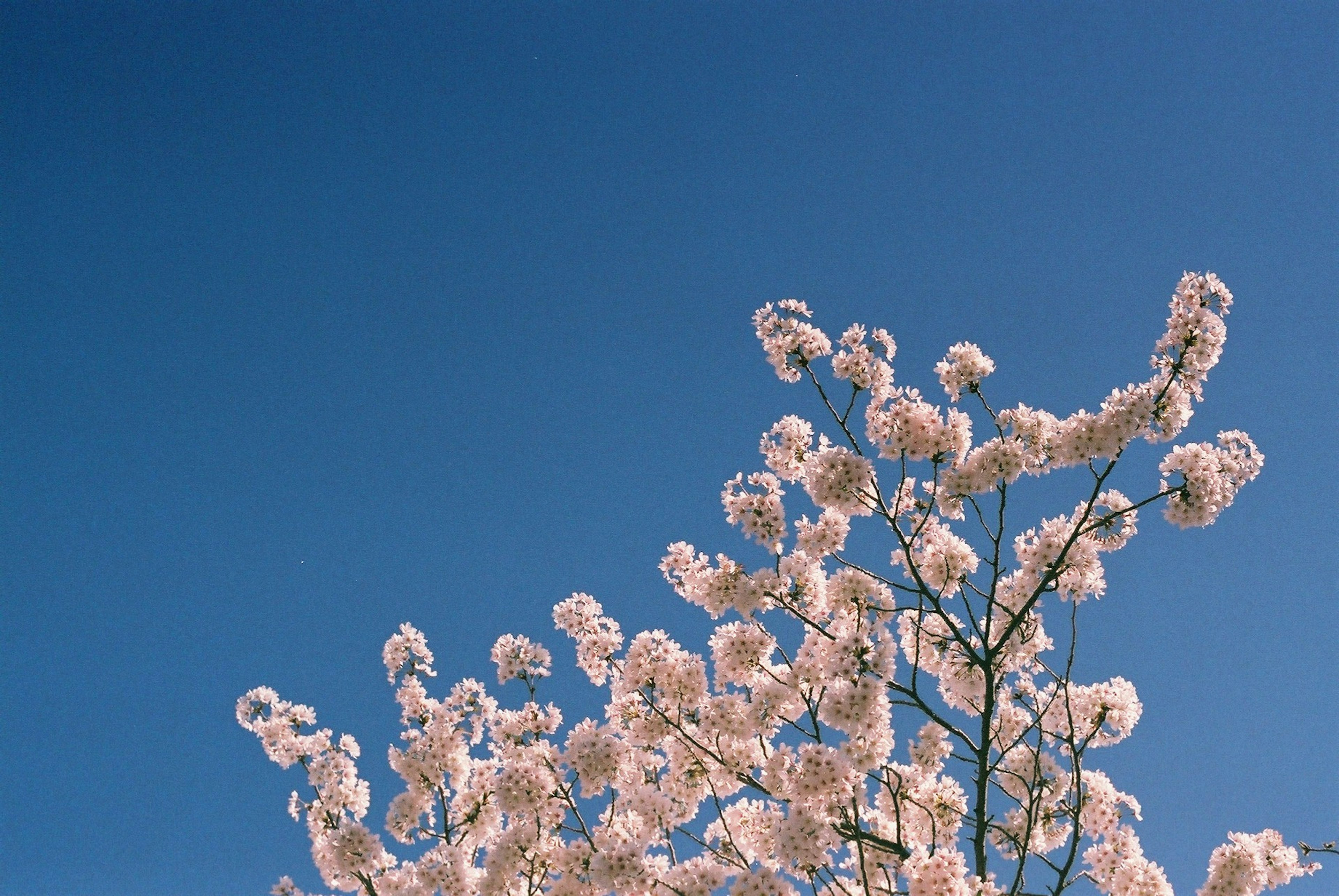 Ranting bunga sakura di latar belakang langit biru