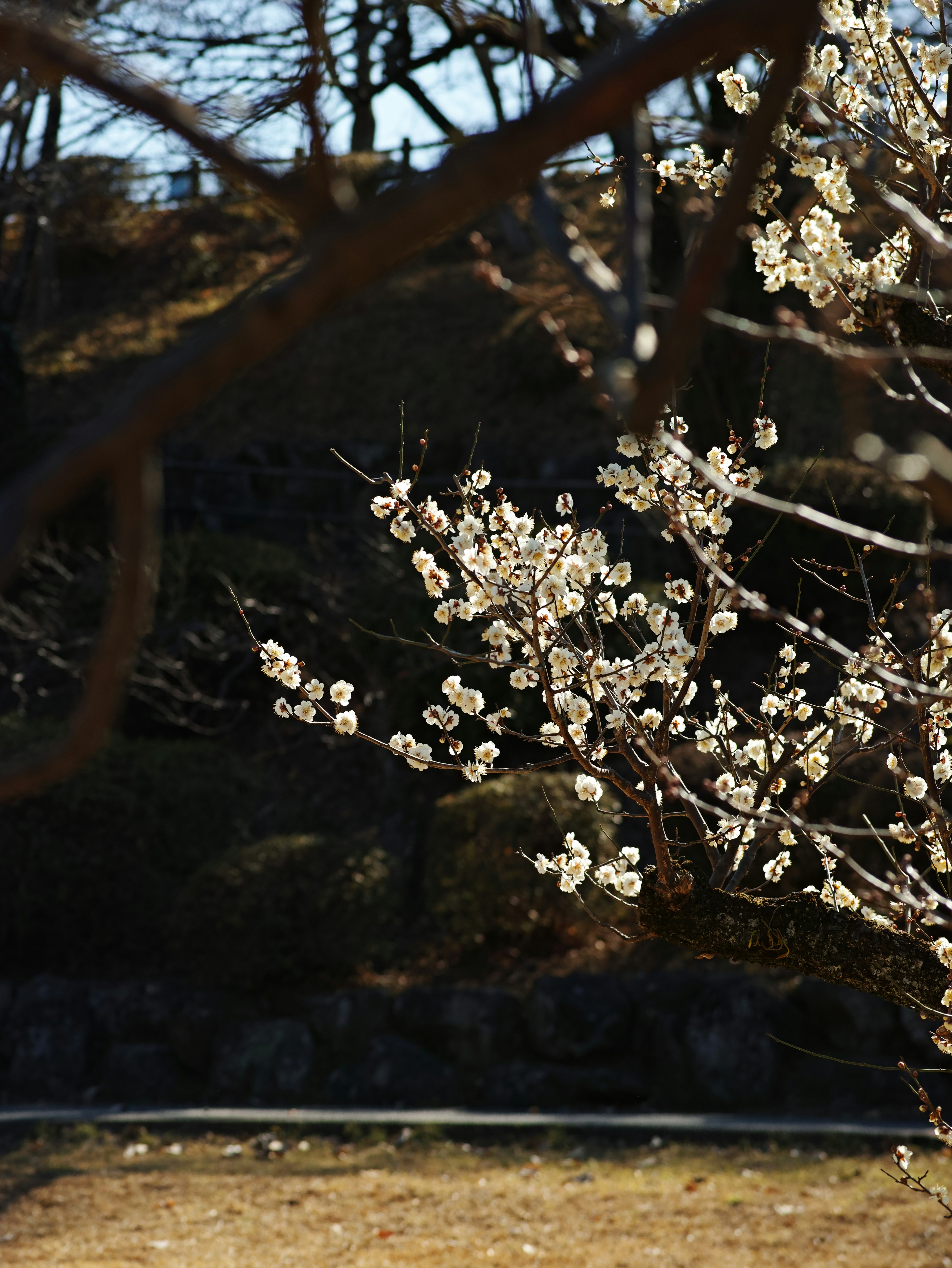 盛开的春花树枝特写