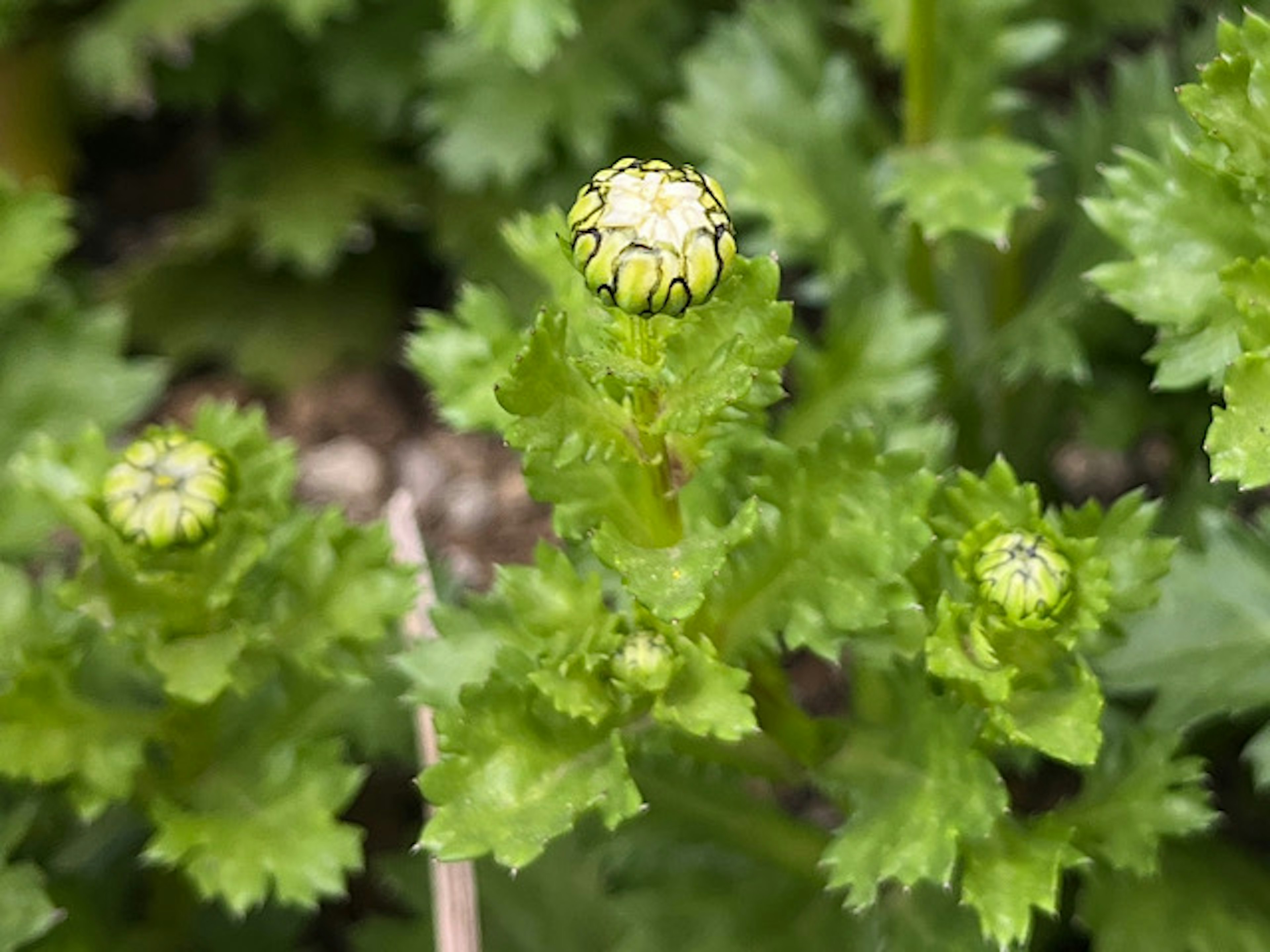 Un fiore in bocciolo circondato da foglie verdi