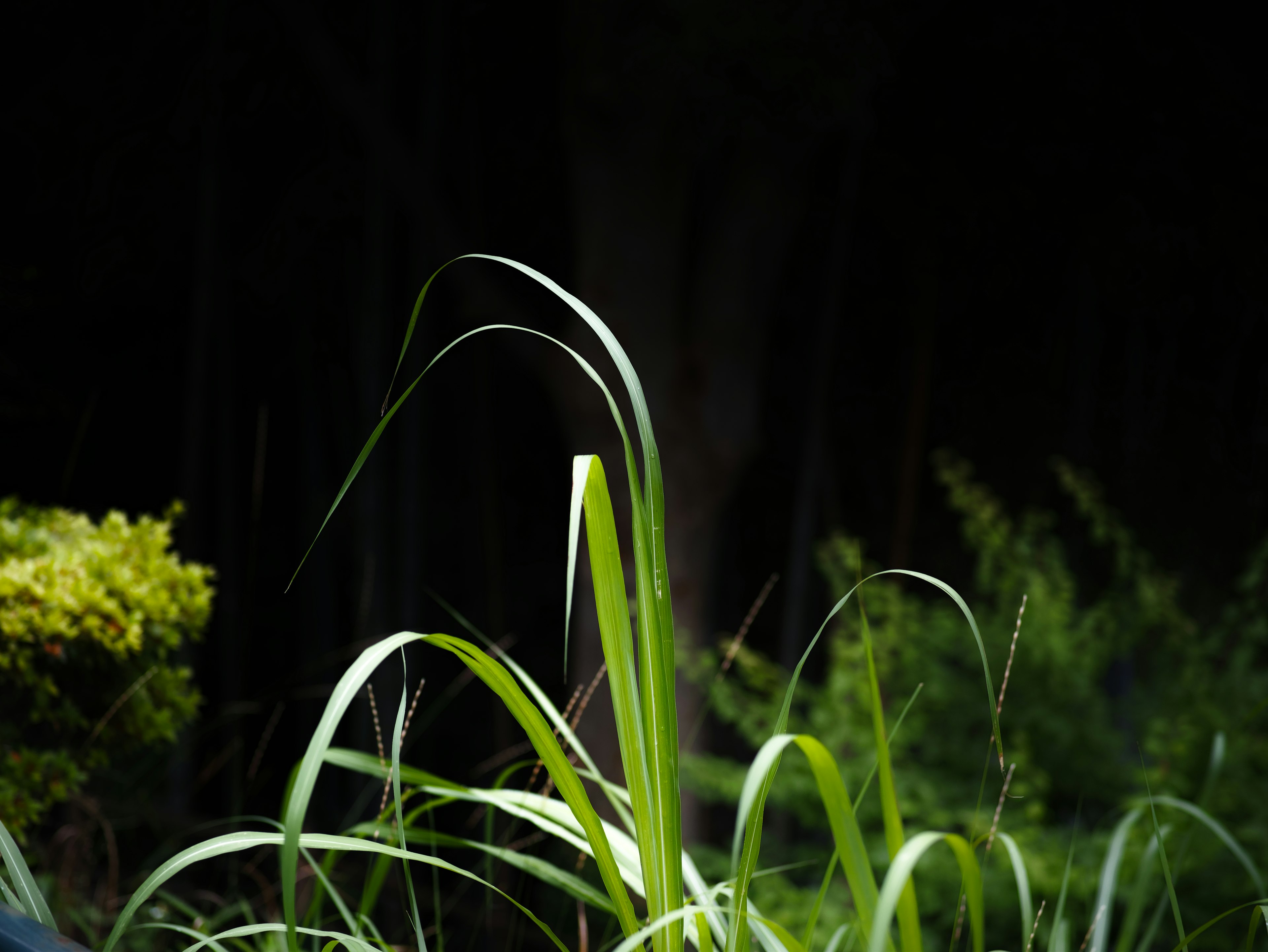 暗い背景に立つ緑の草が光を受けて輝いている