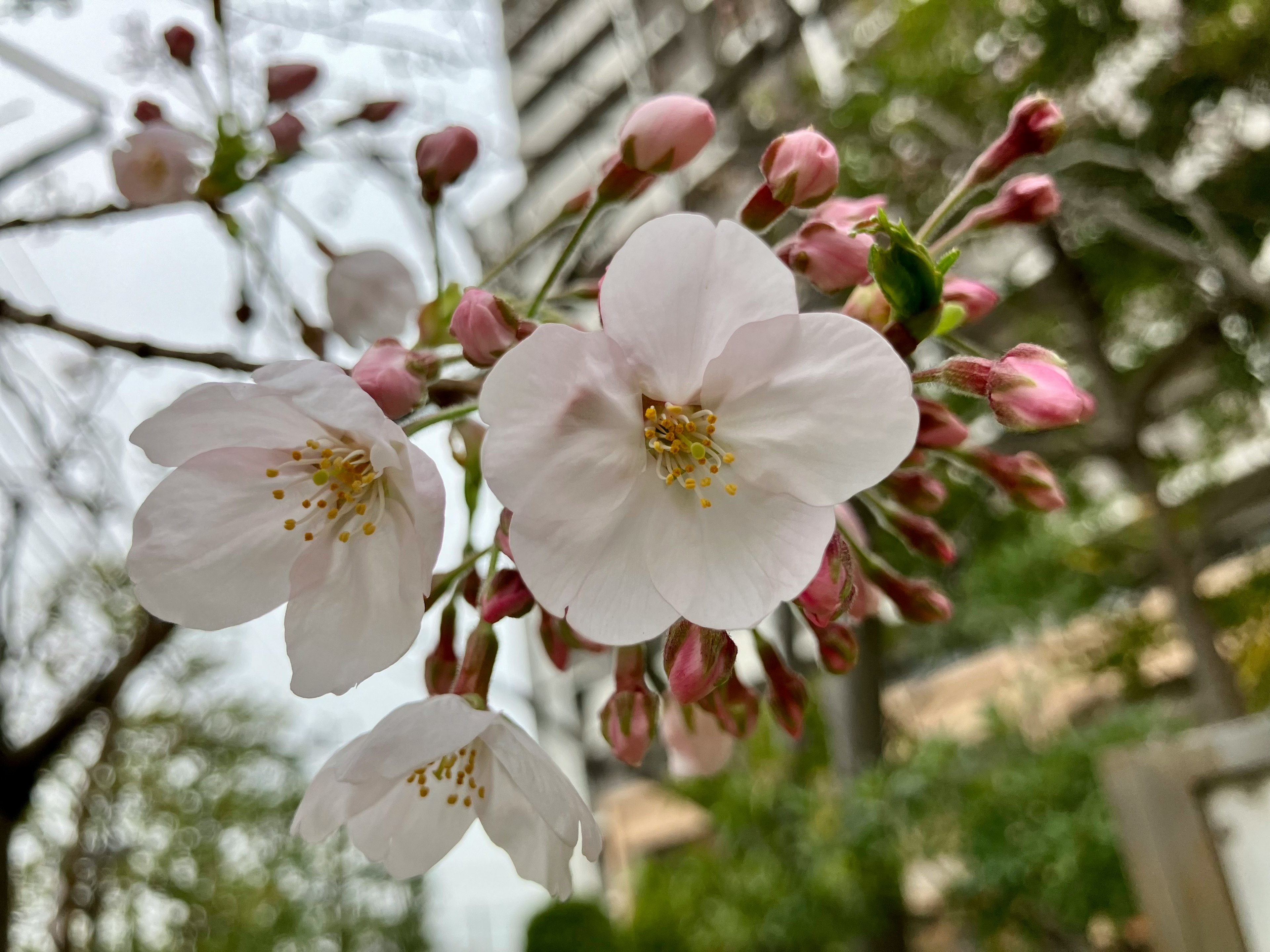 Primer plano de flores de cerezo en flor con botones rosas