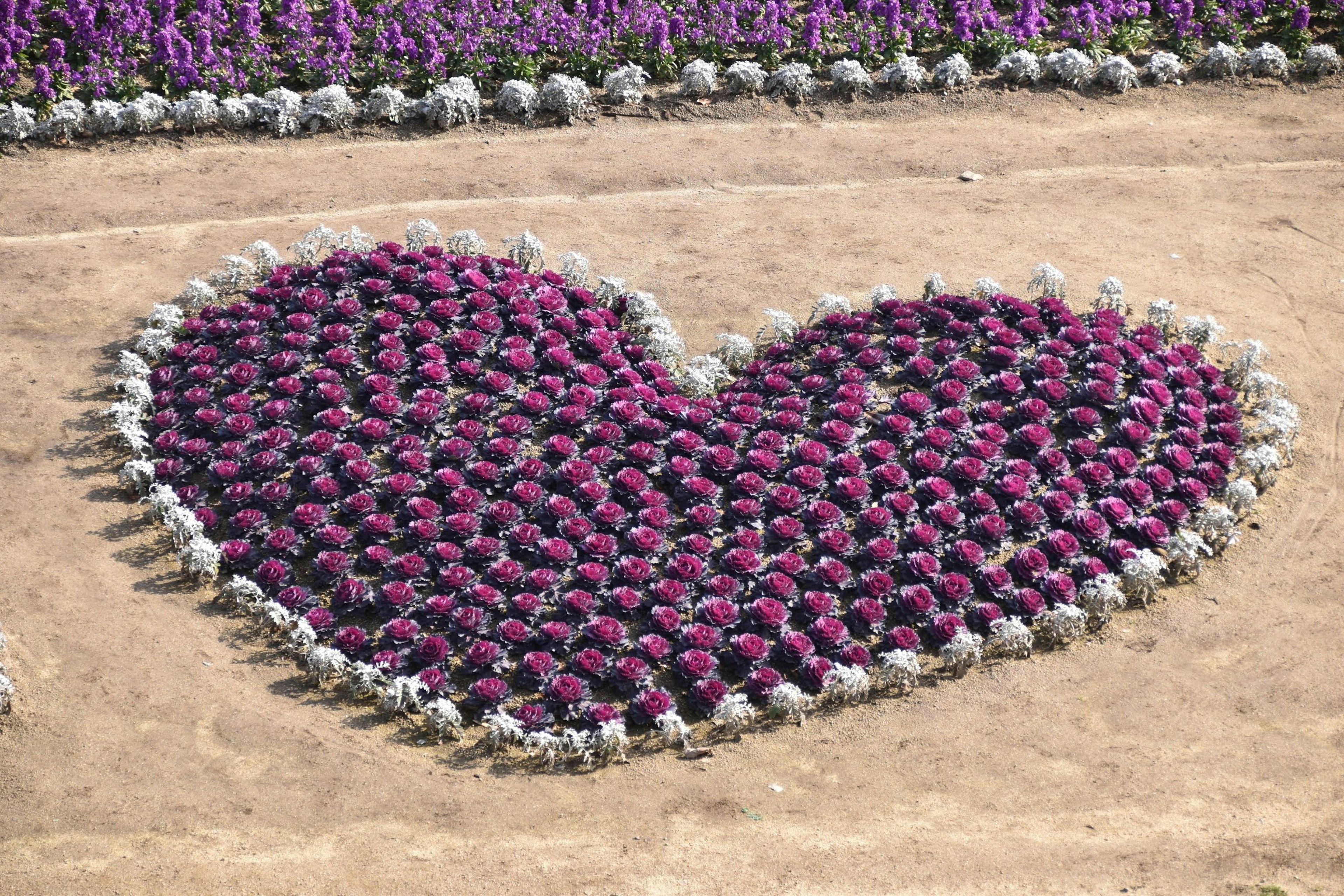 Heart-shaped flower bed made of purple flowers