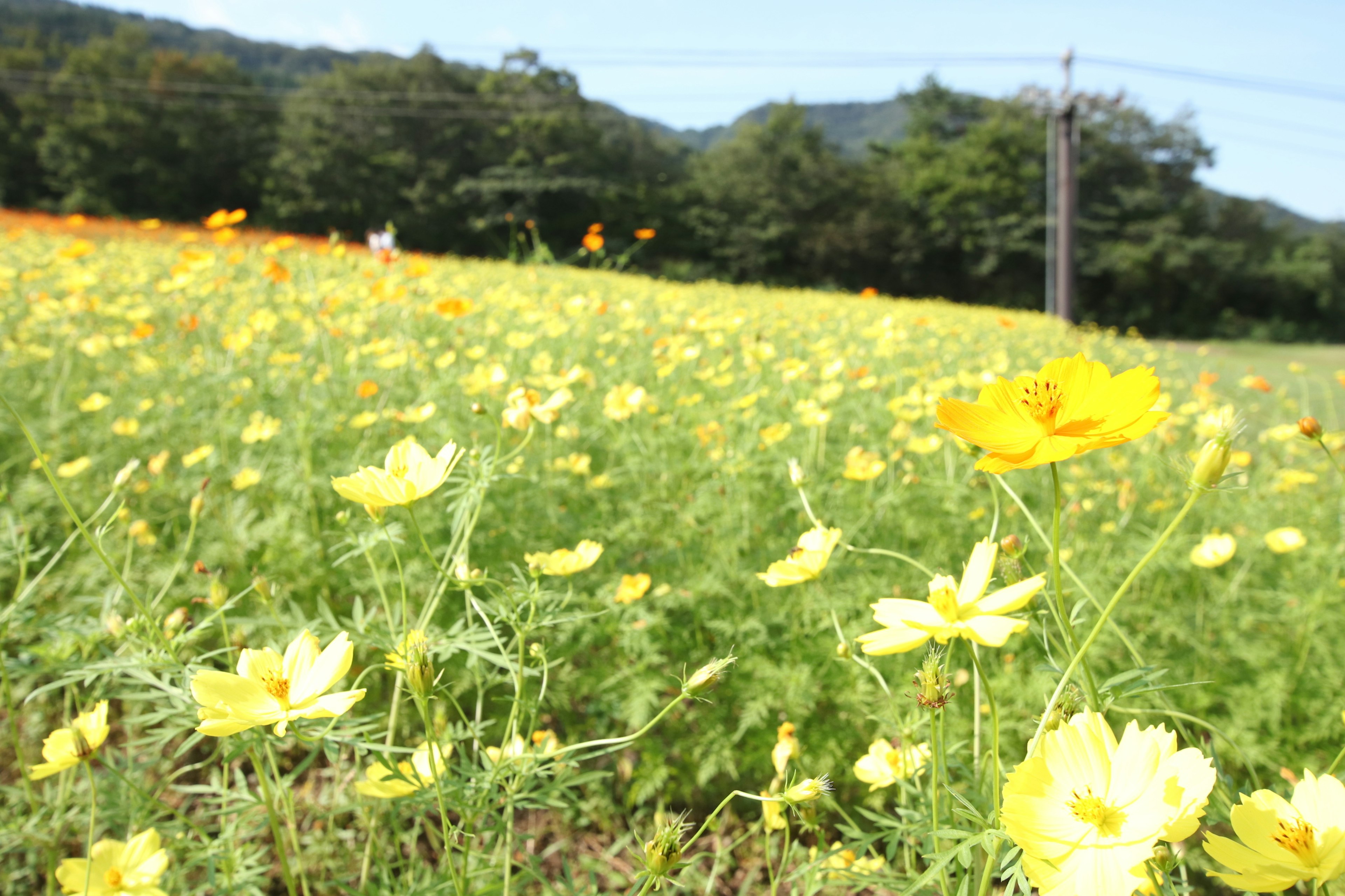 Un amplio campo lleno de flores amarillas en flor