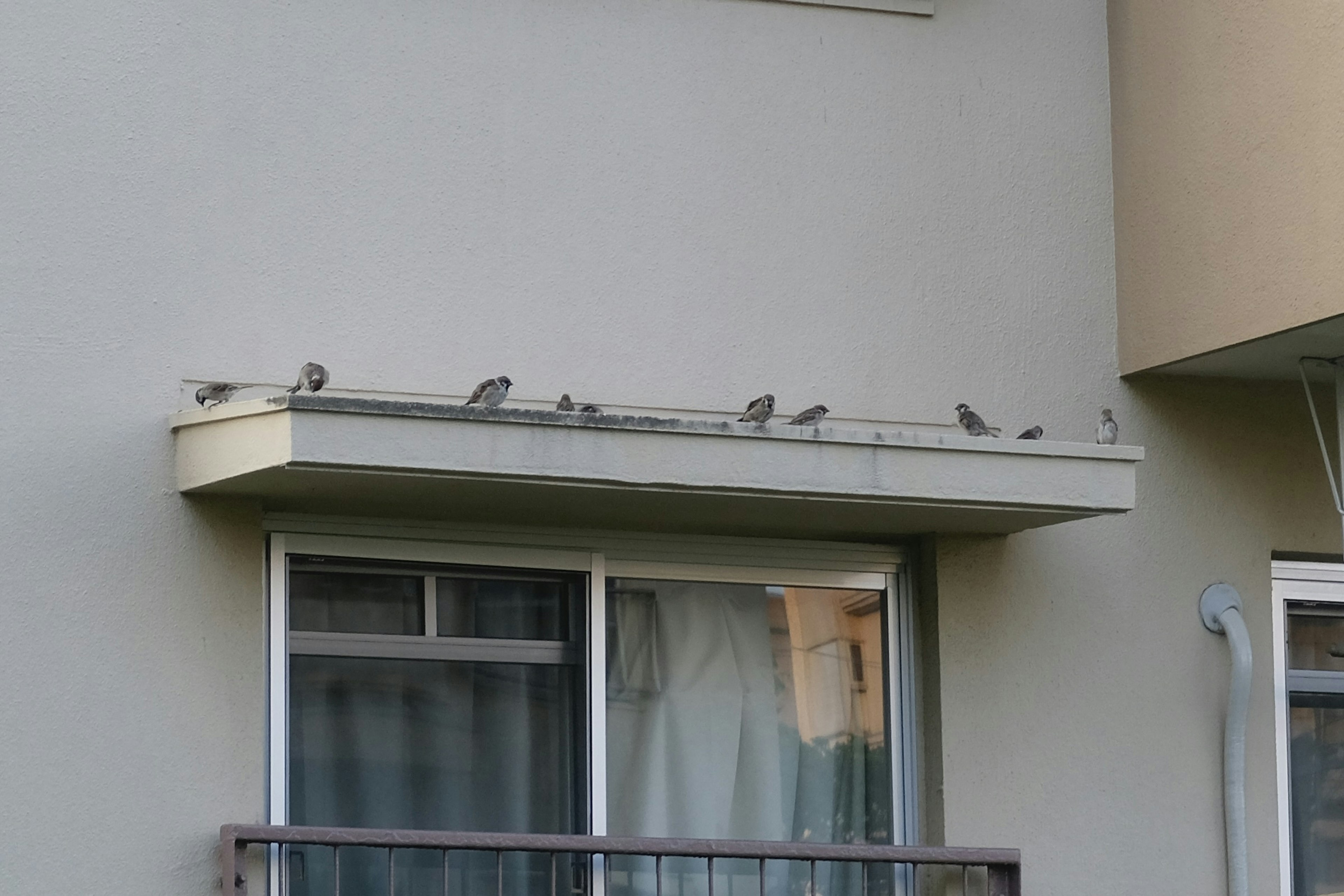 Oiseaux alignés sur le rebord d'un balcon