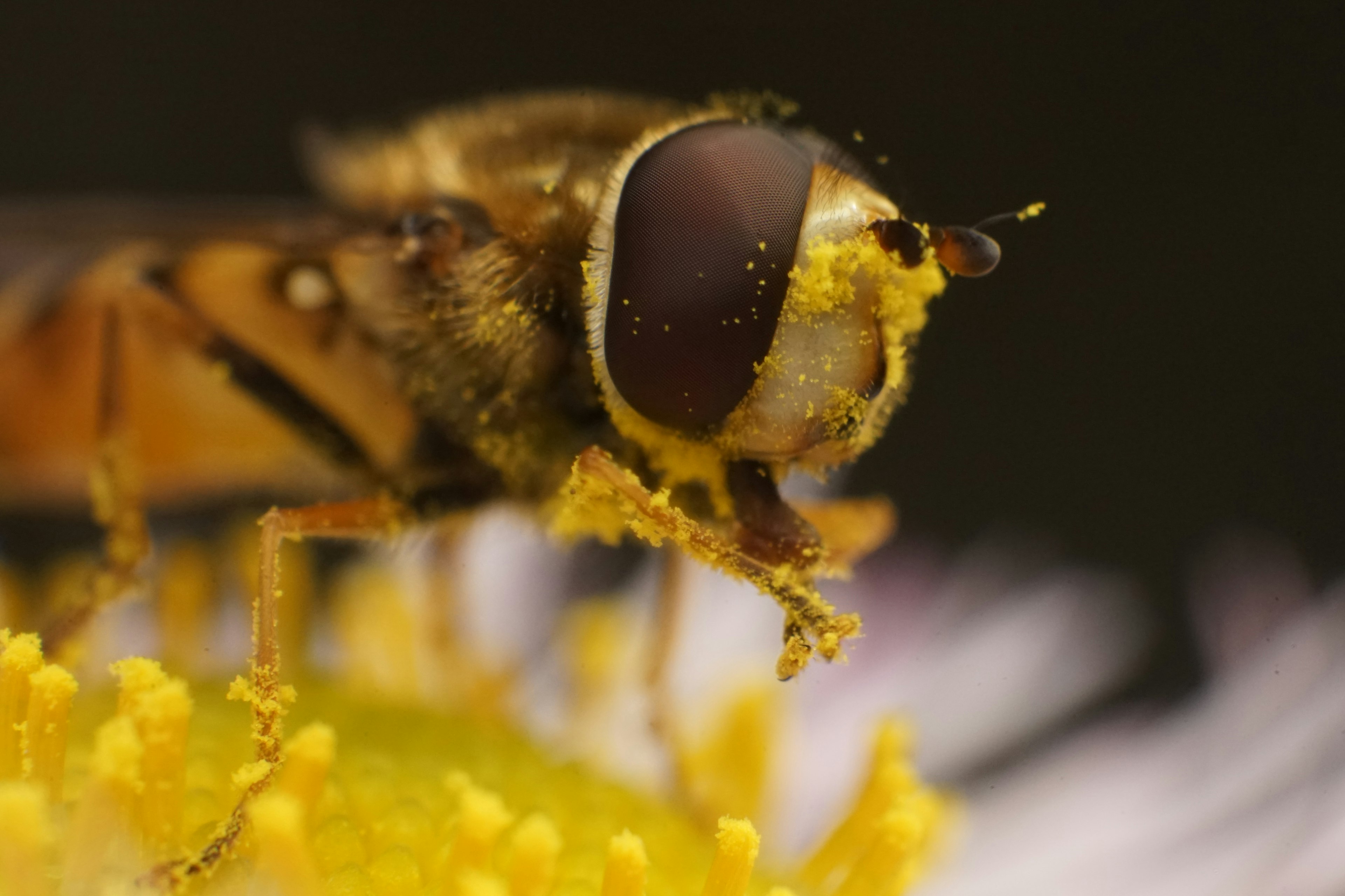 Gambar close-up dari lalat penggoda di atas bunga