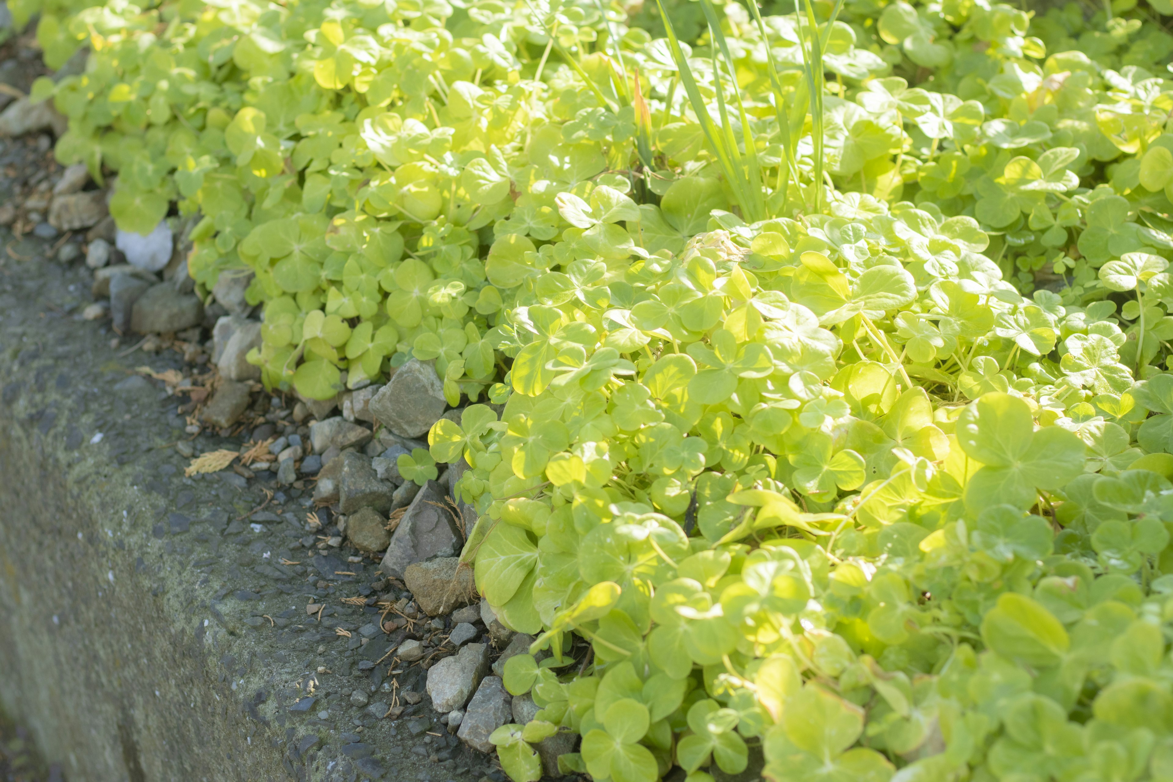 Une section d'un jardin avec des feuilles vertes abondantes