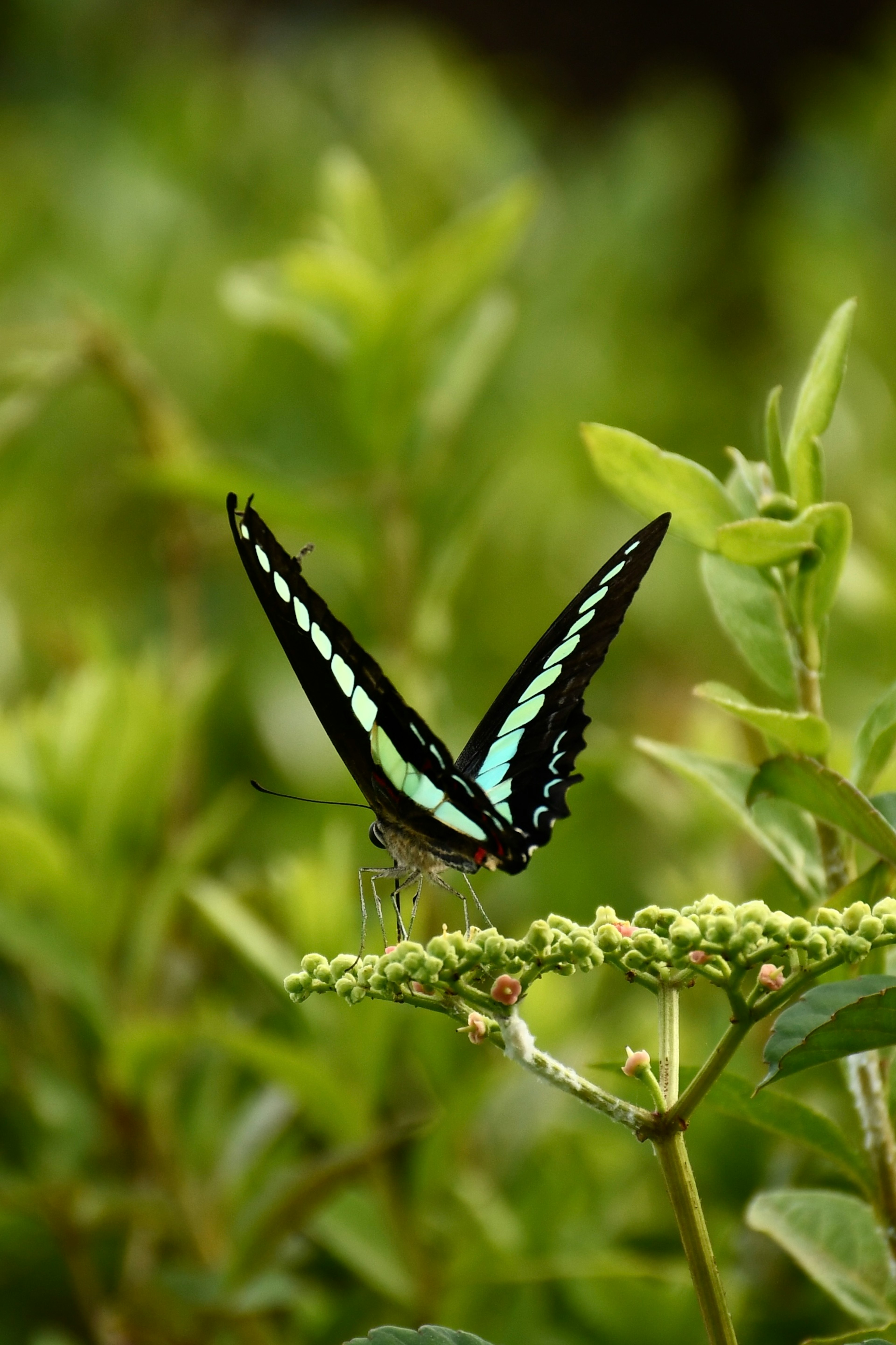 Una farfalla verde appollaiata su una foglia