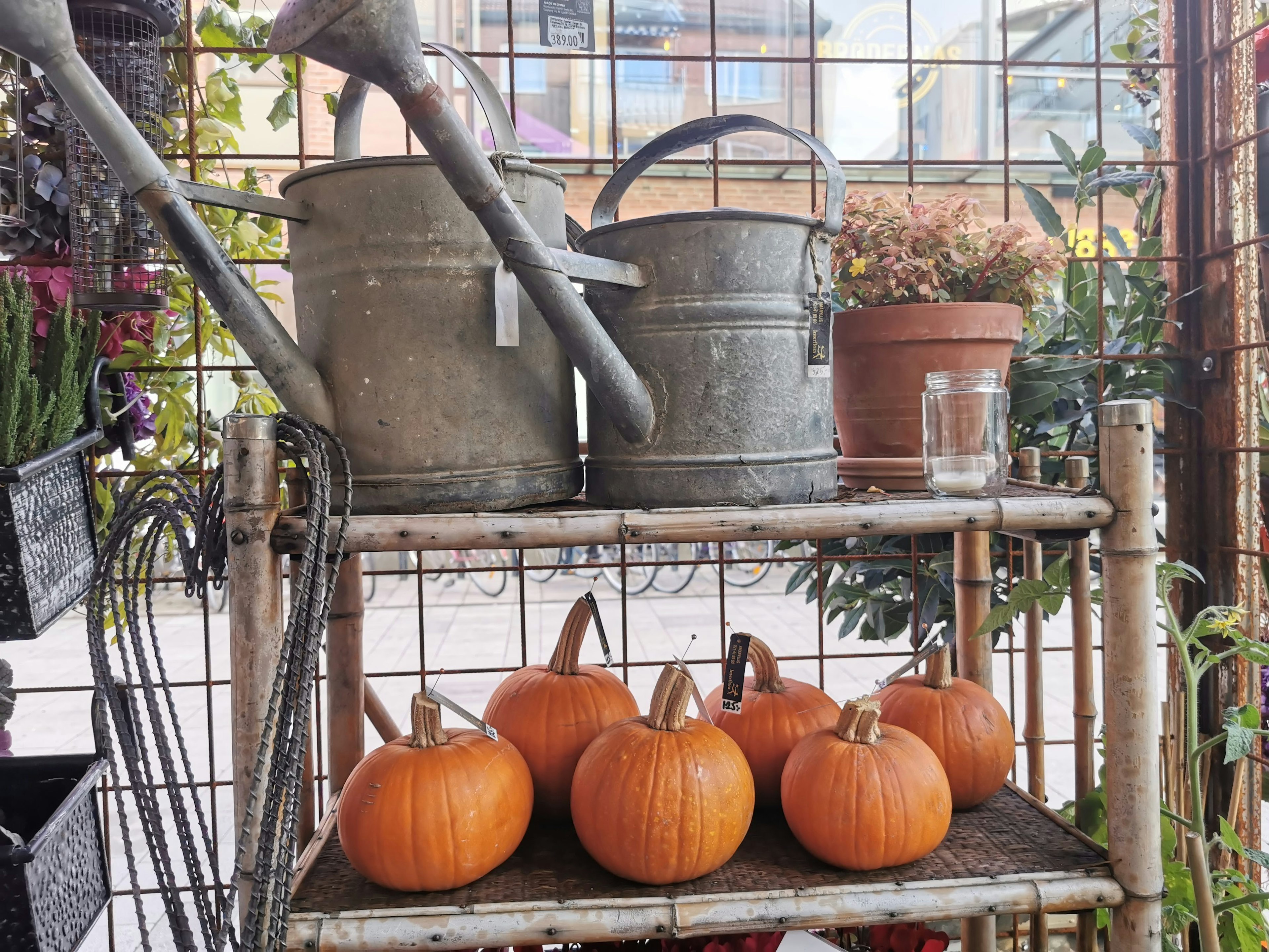 Una estantería con regadera y cubos de metal que presentan calabazas naranjas